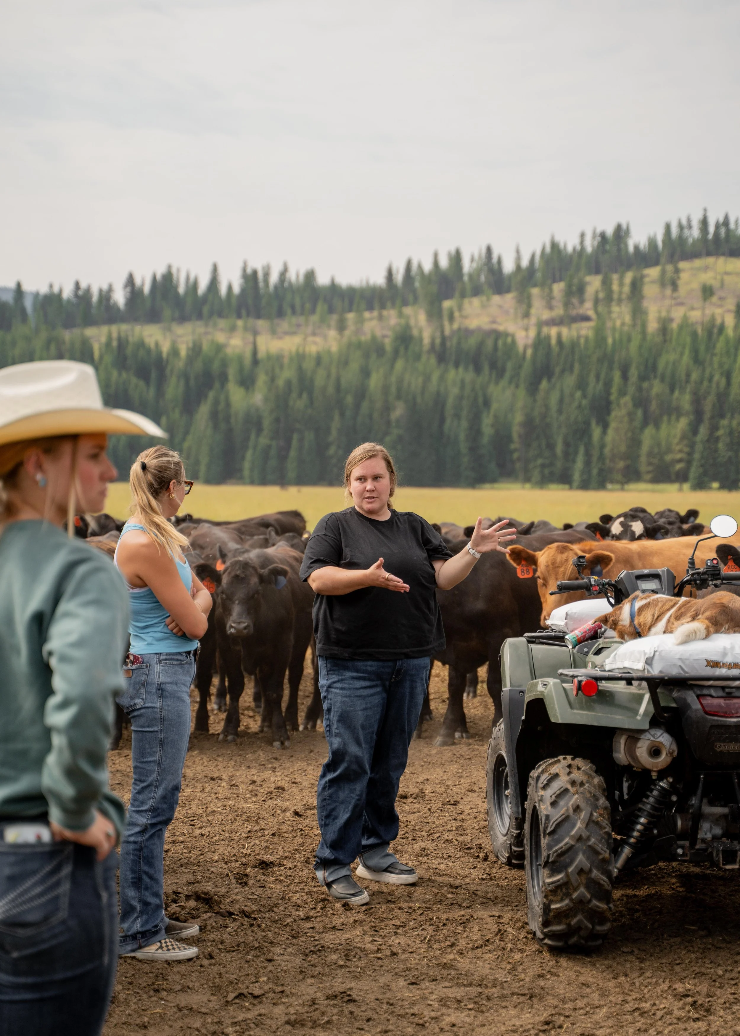 People gather beside a herd of cows in a field as a woman speaks near an ATV, with forested hills in the background.