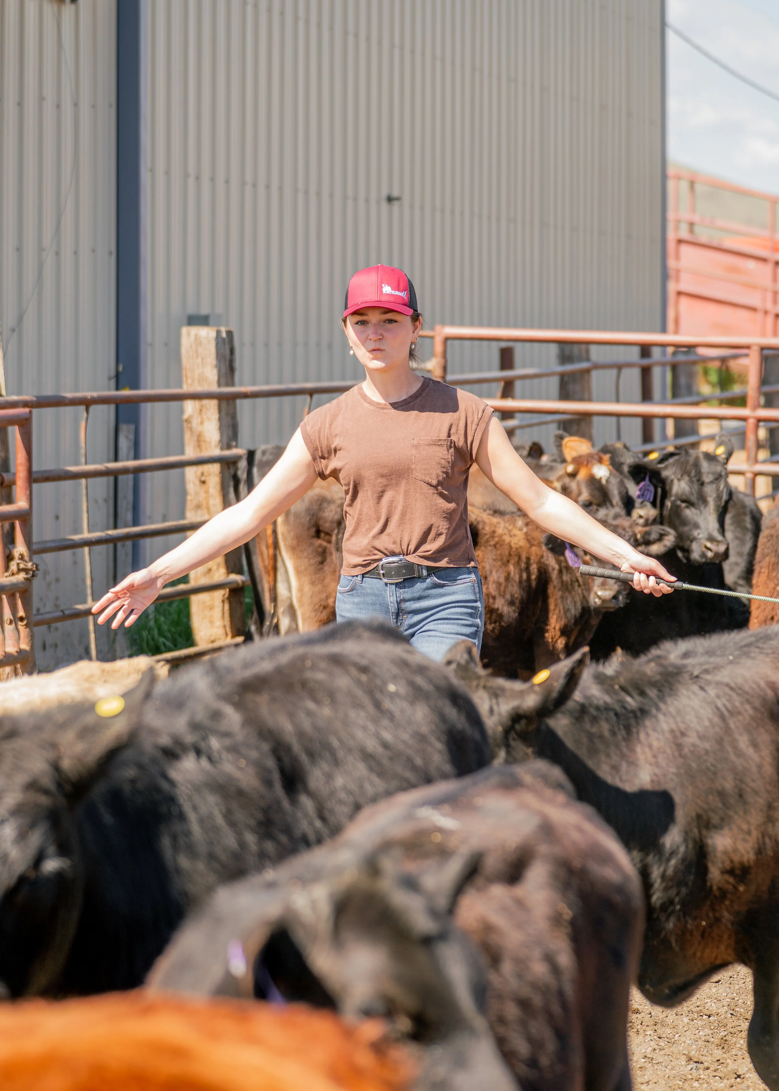 Woman herding a group of black cattle in a fenced livestock pen