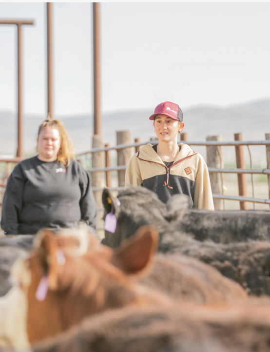 Two women learning to herd cattle in a sunlit livestock pen.