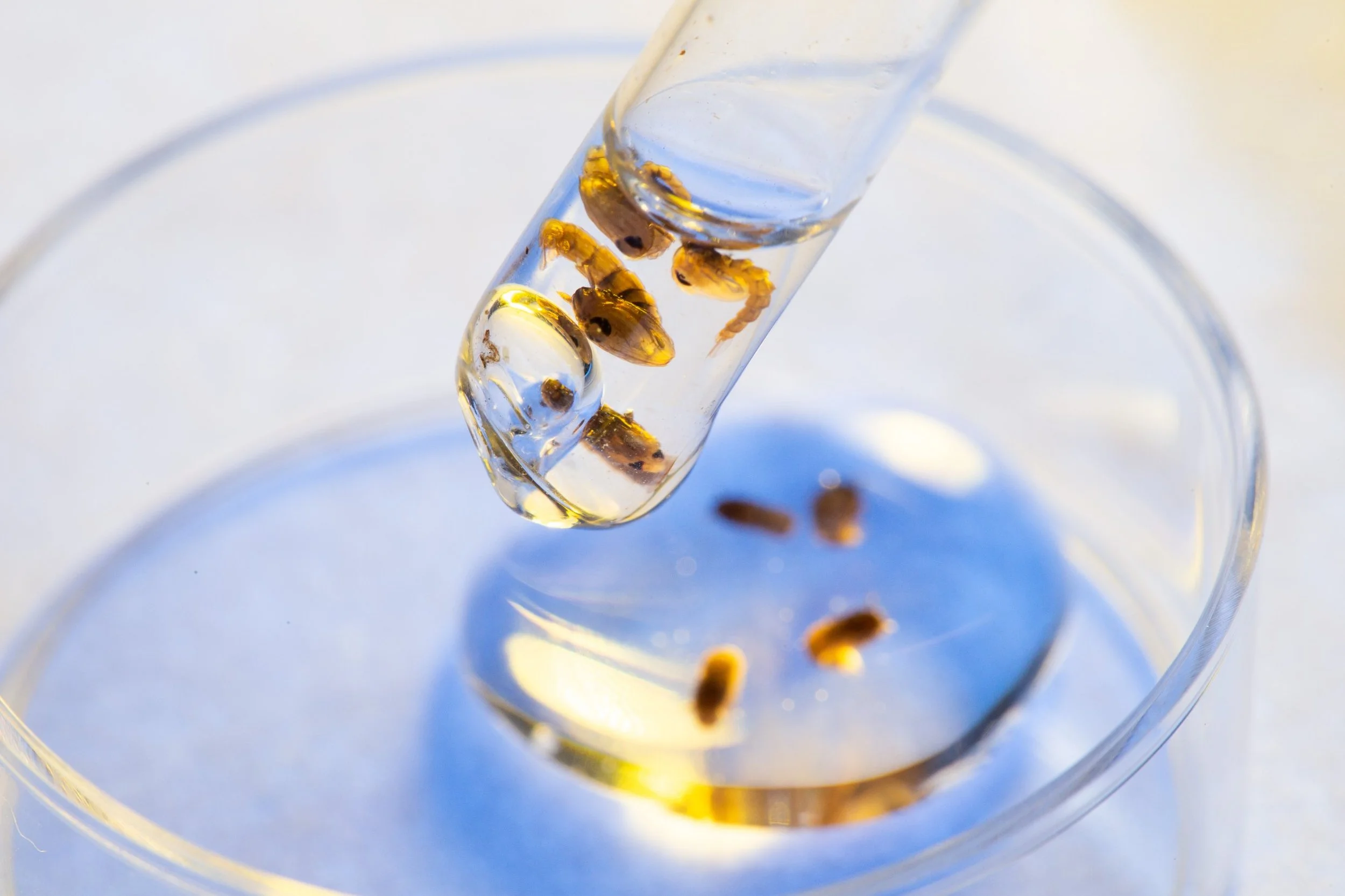 Mosquito pupae in a pipette above a glass dish