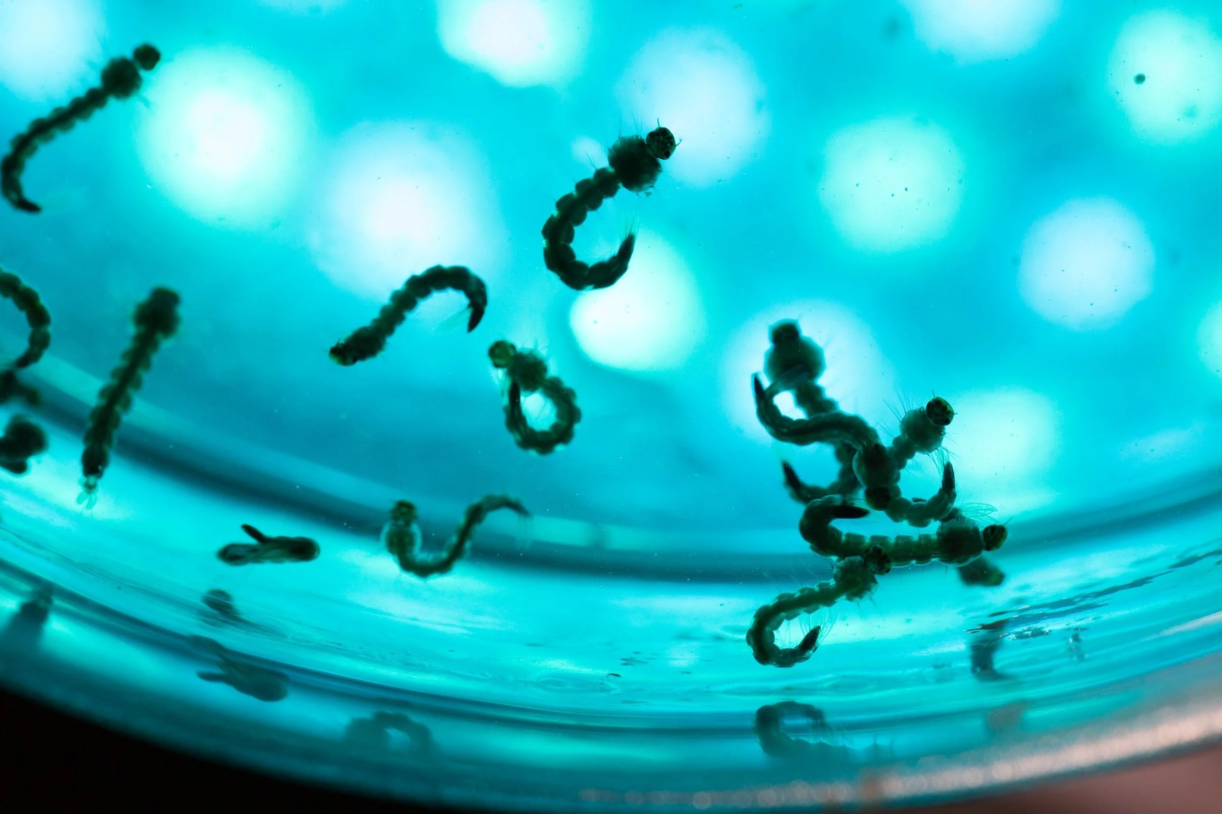 10_contact_banner_larvae.jpg