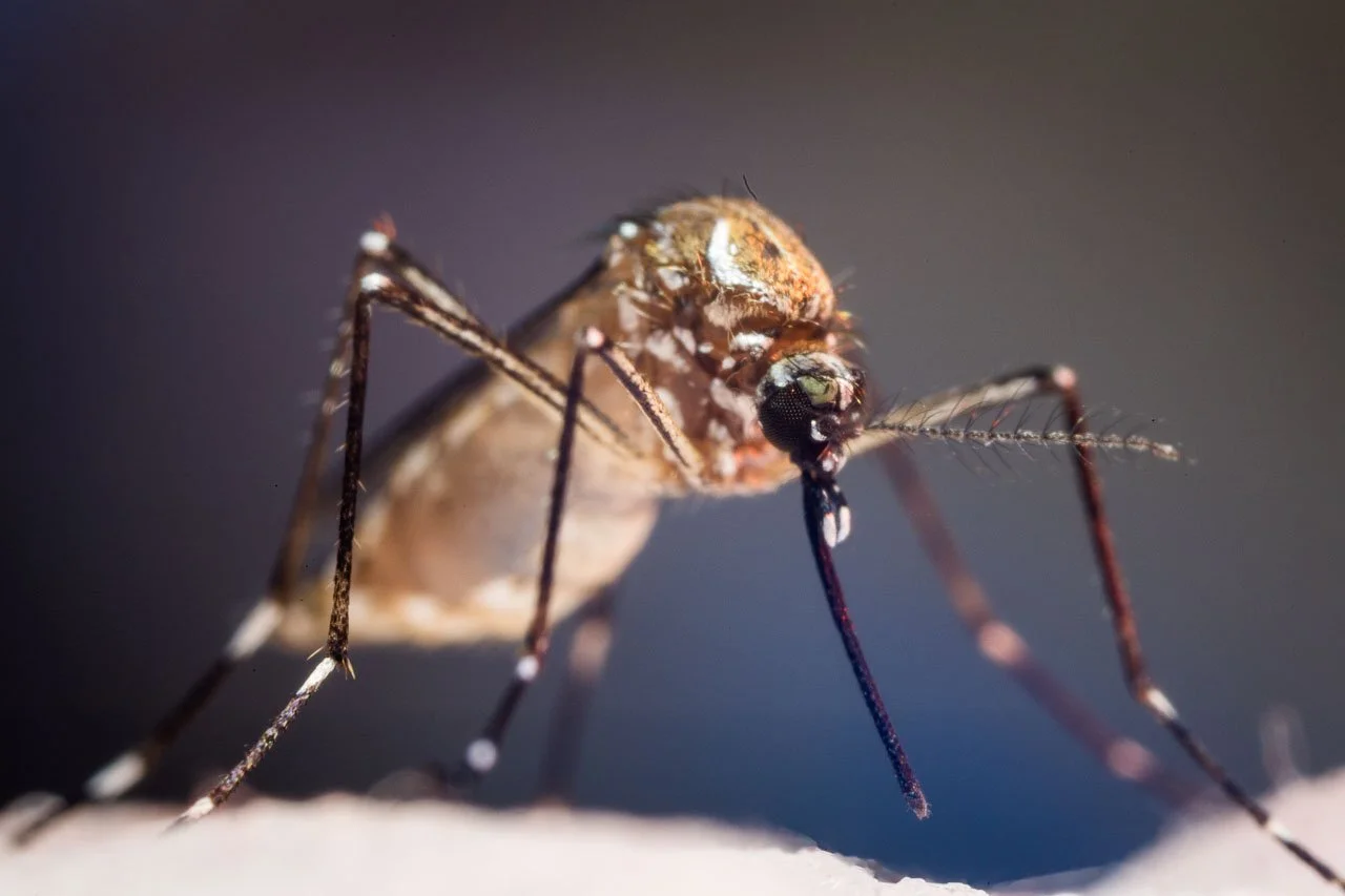 Close-up of a mosquito