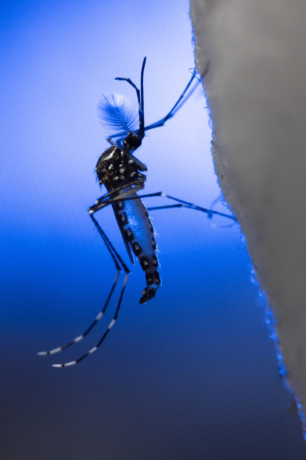 Mosquito in profile against a blue background