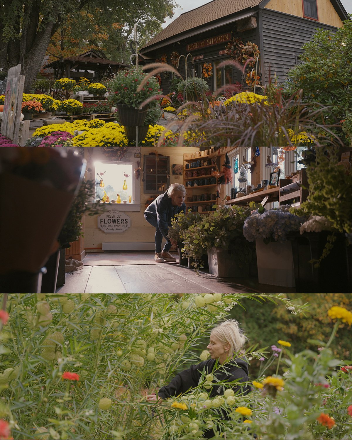 L5xRoseOfSharonCollage.jpg