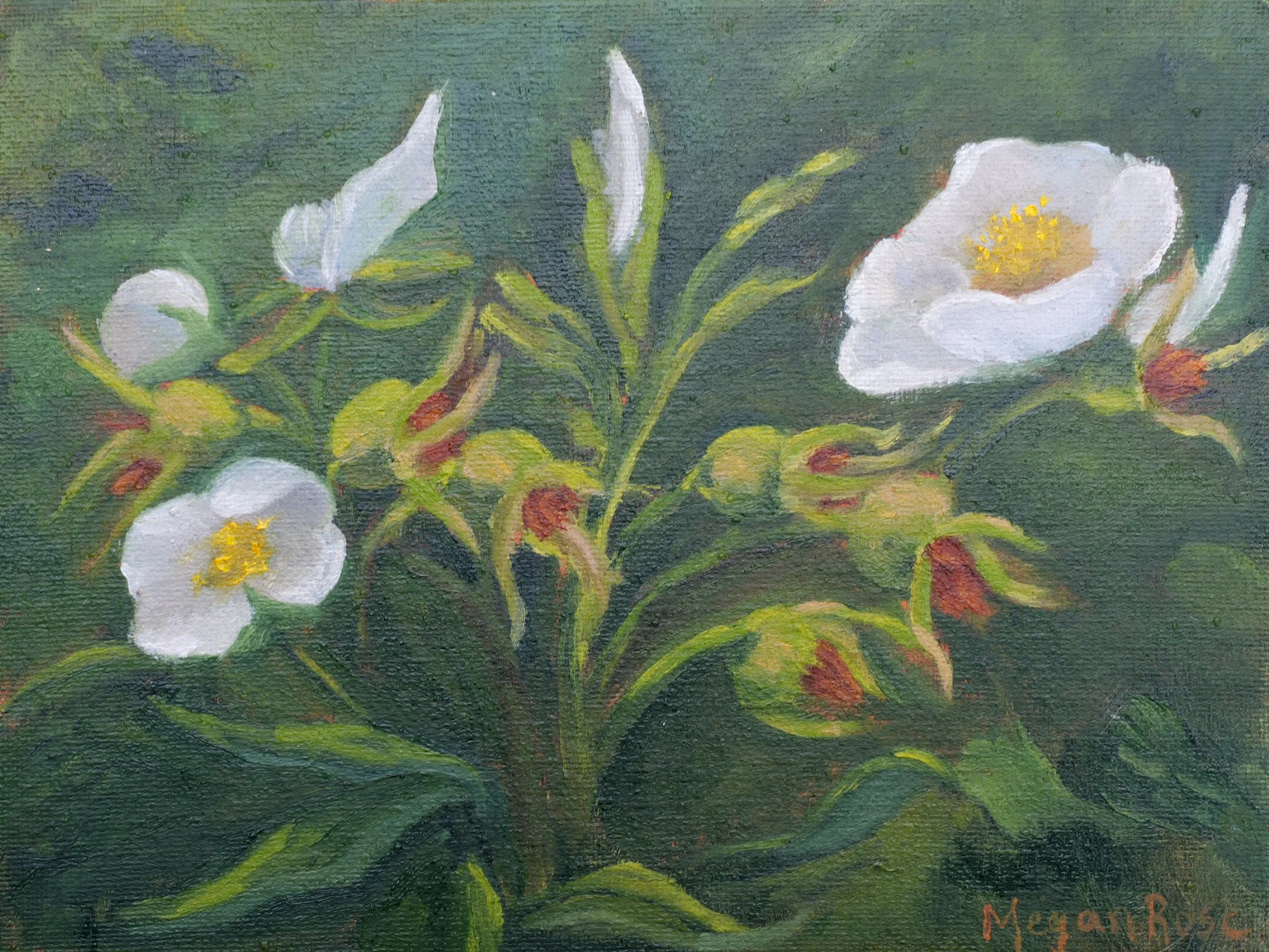 Rose Hips