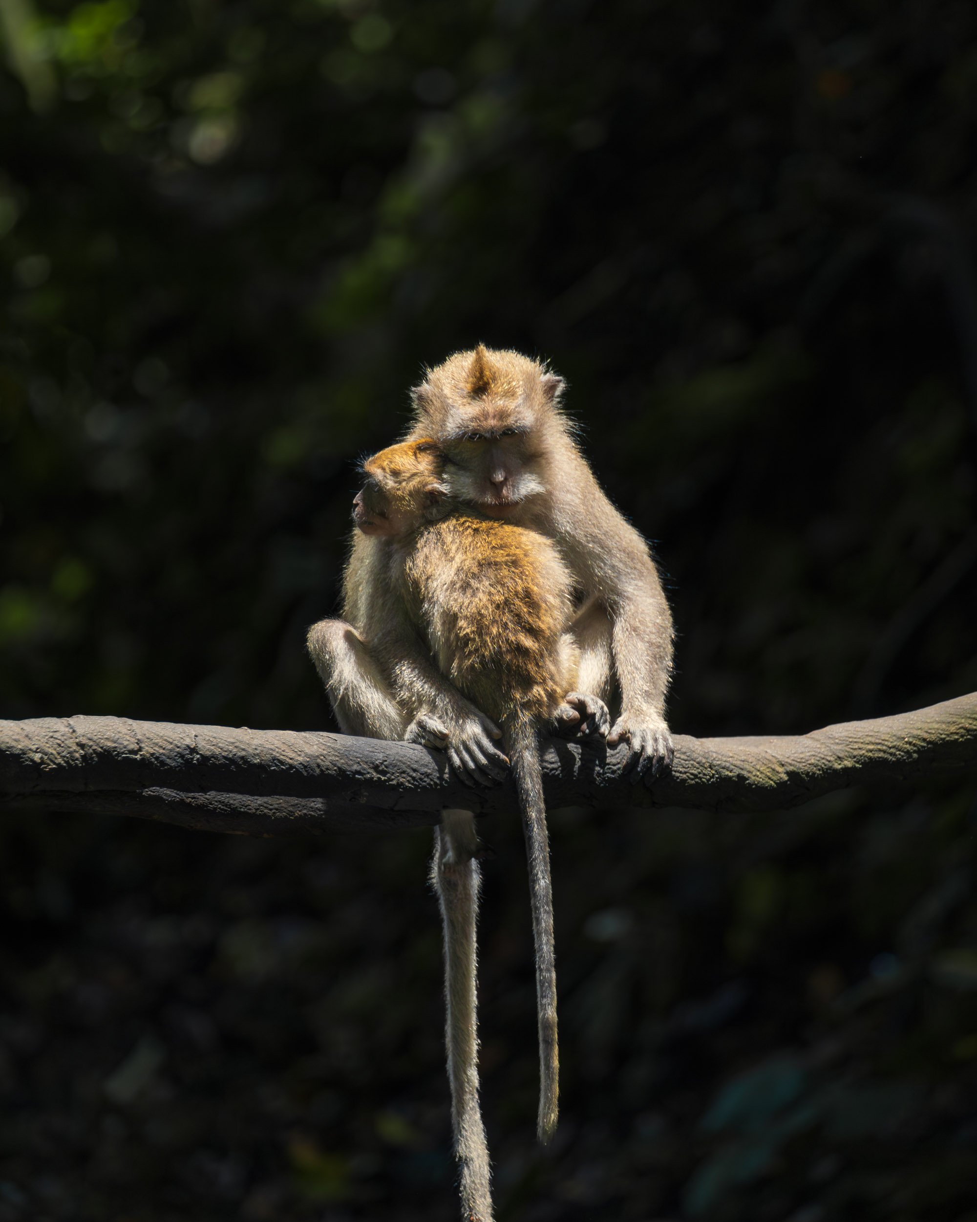 Two monkeys on a branch, one holding the other in a display of affection, with a dark, blurred background of foliage.
