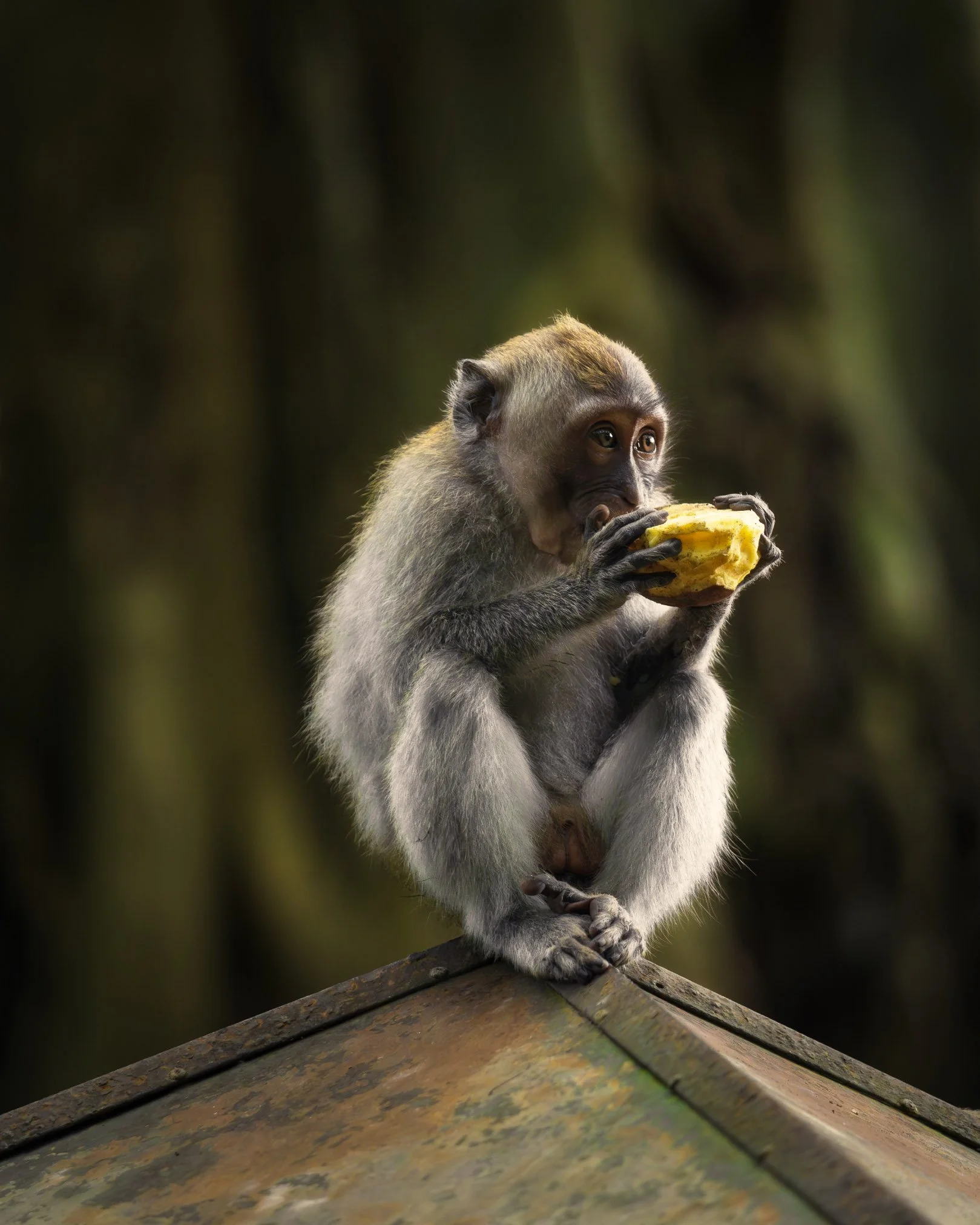 A young monkey sitting on a wooden surface, holding and eating a piece of fruit with a blurred dark background.