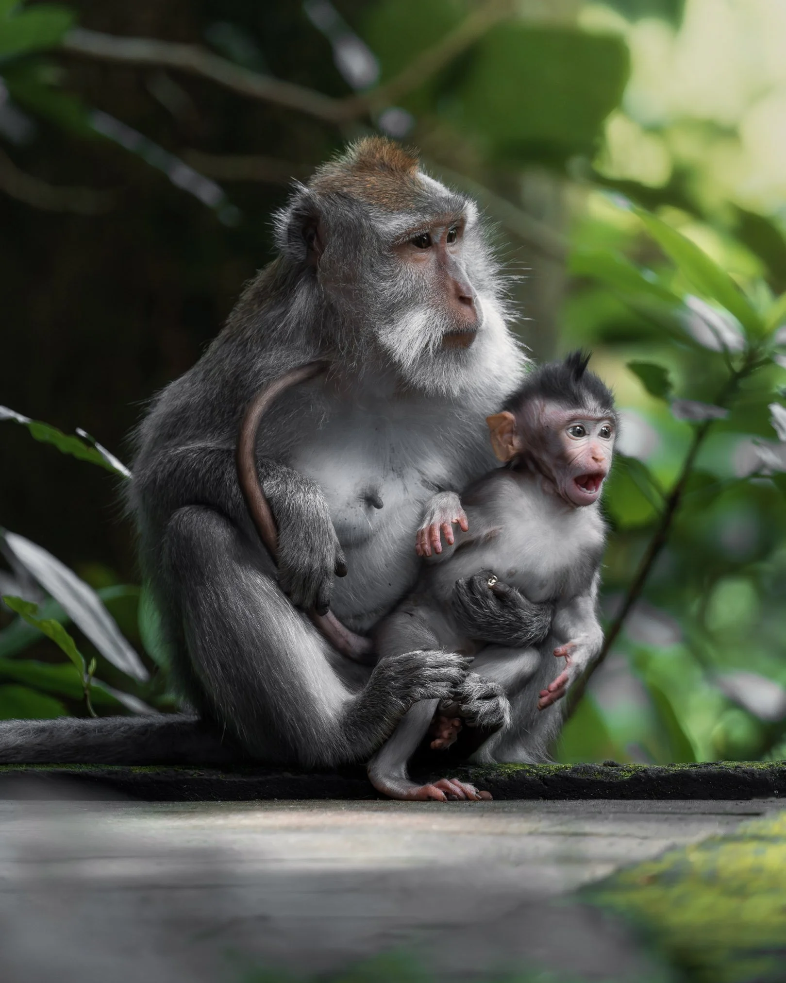 A monkey holding a baby monkey in a lush green jungle setting.