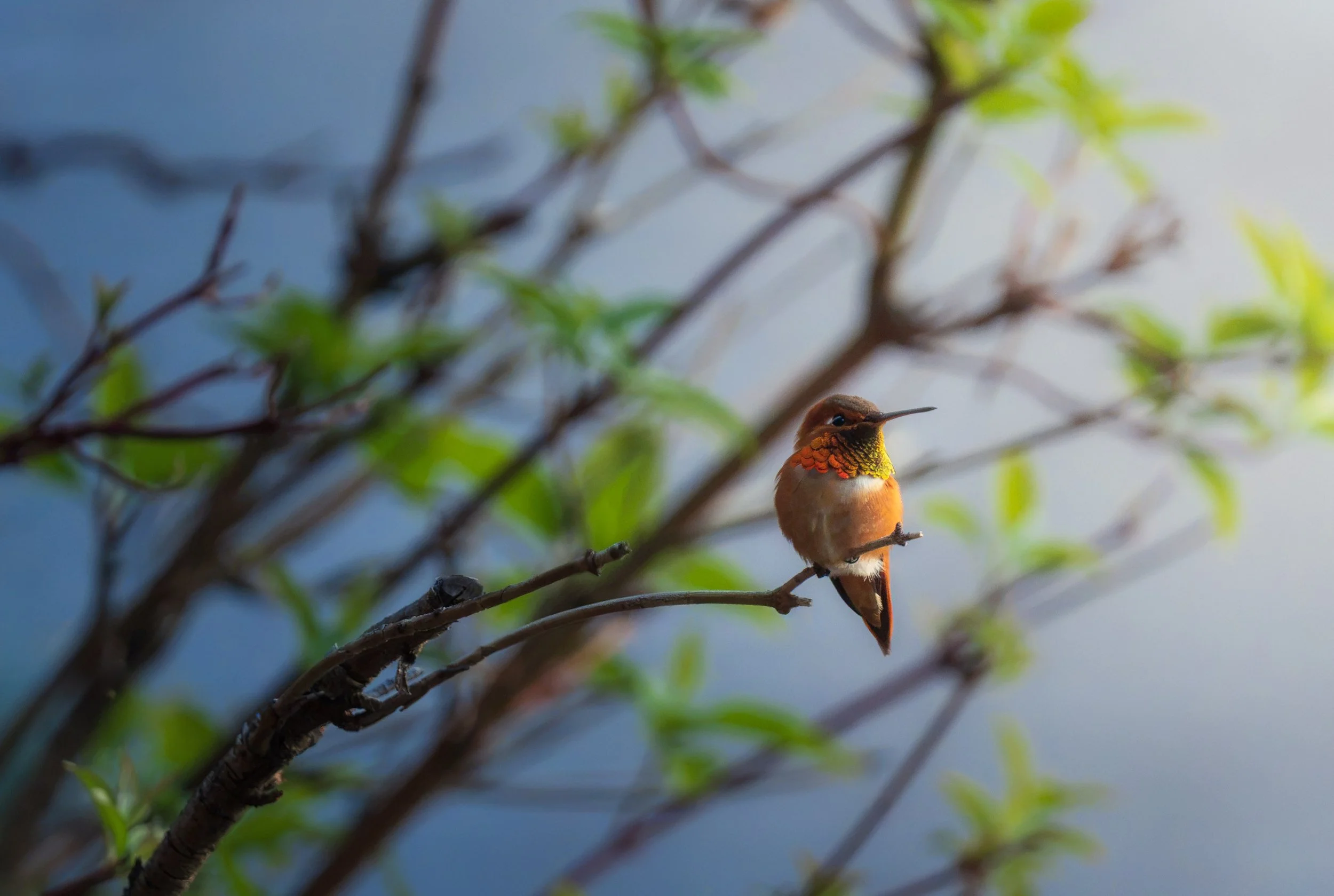A colorful hummingbird perched on a thin branch among green leaves, with a background of blue sky and sunlight.