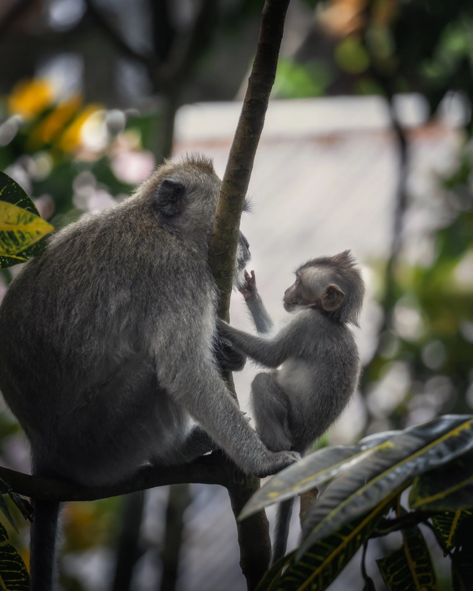 Two monkeys in a tree, one adult and one juvenile, surrounded by green foliage.