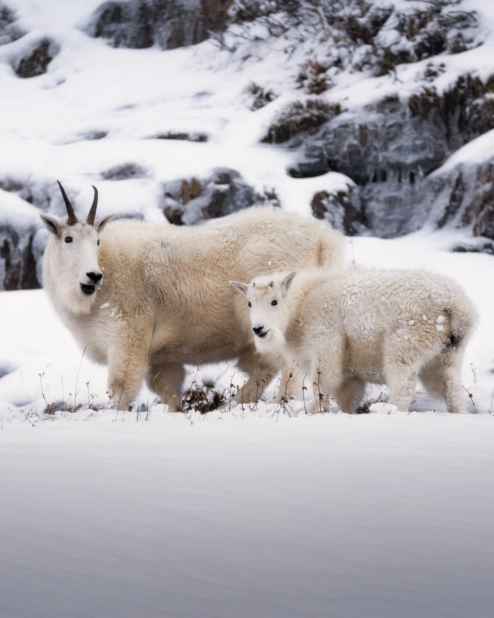 A snowy landscape with a mountain goat and two young mountain goats standing in the snow. The goat with horns is looking at the camera, while the others are partially visible.