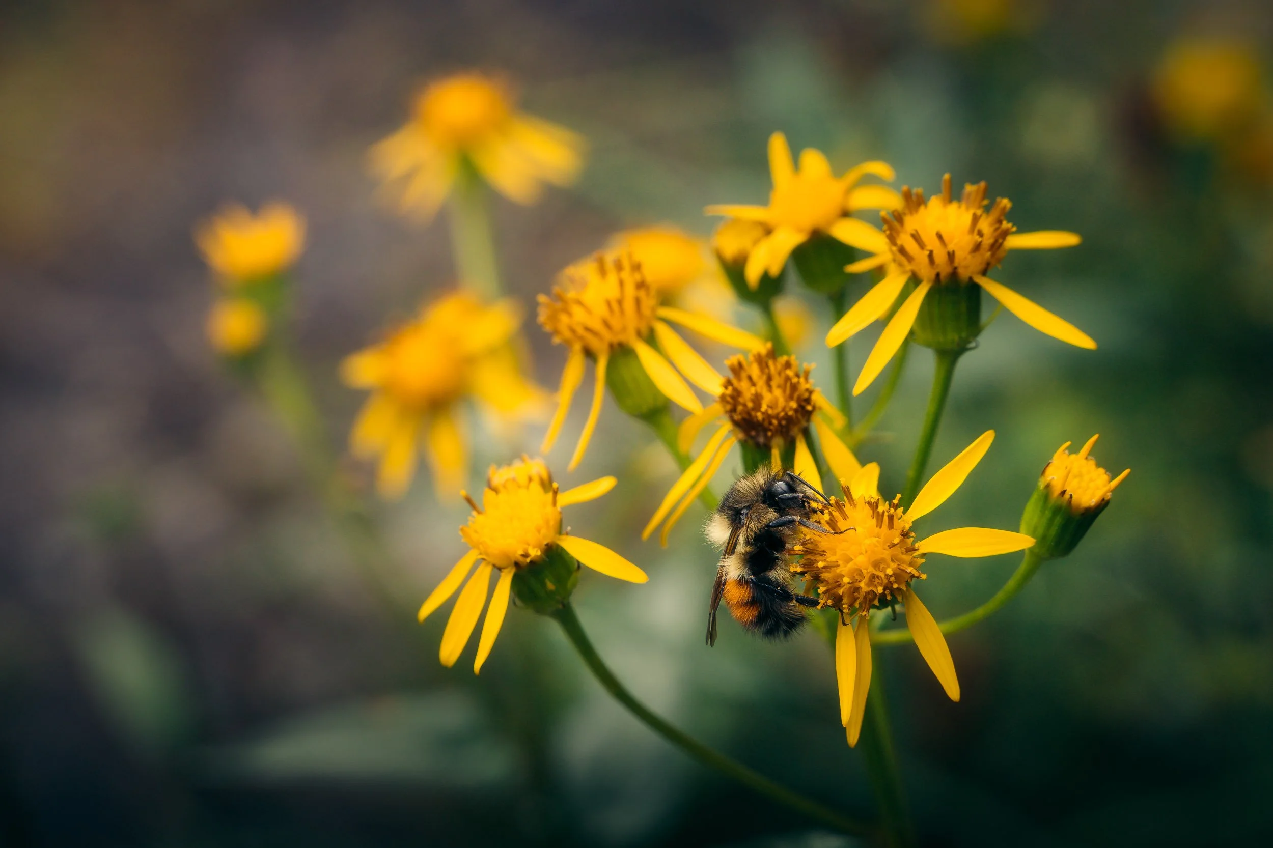 Close-up of a bee gathering nectar from a cluster of bright yellow wildflowers, with a soft-focus background of similar flowers.