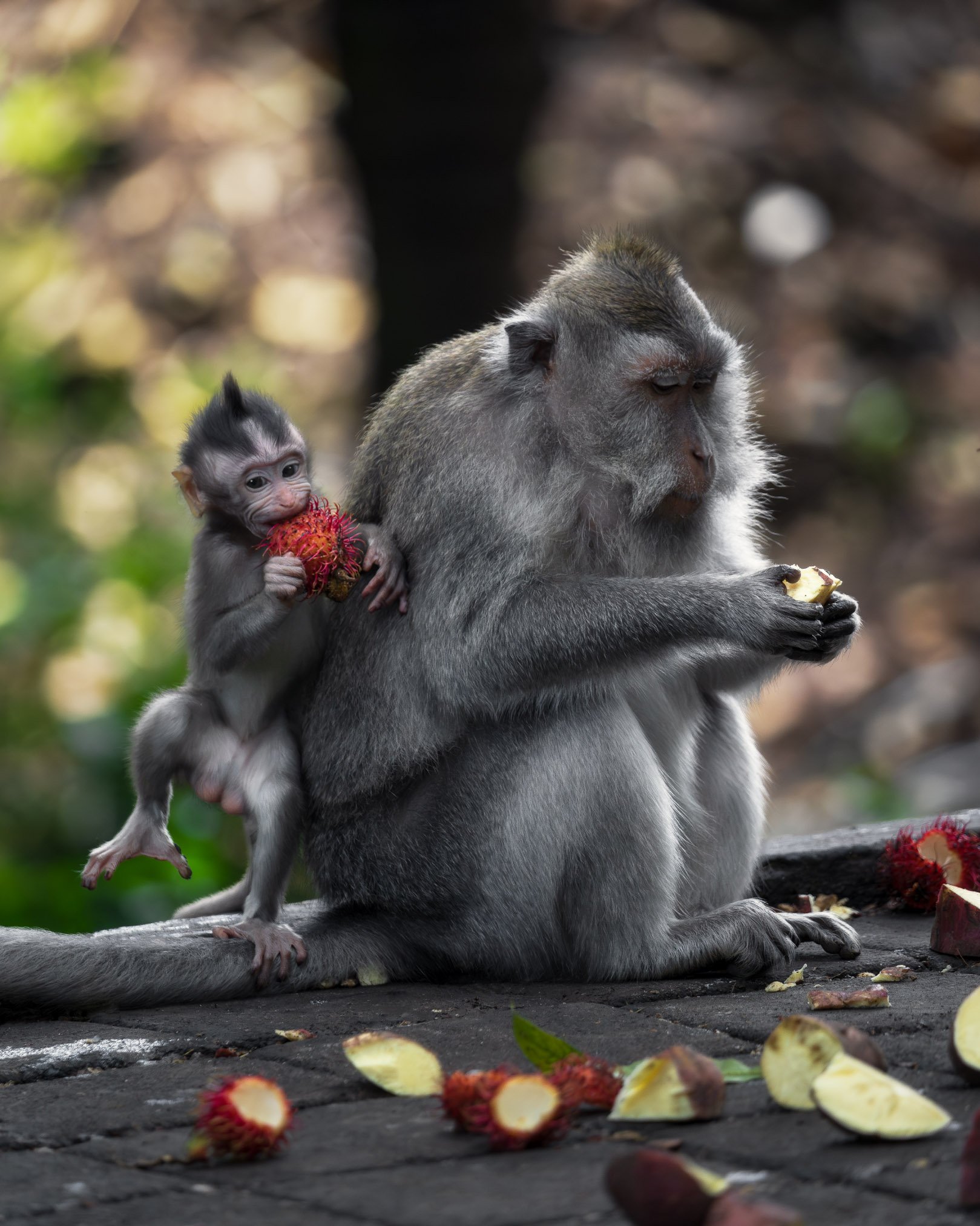 A young monkey holding a red fruit, sitting on the back of an adult monkey with a gray coat, surrounded by scattered fruit and leaves on a wooden surface, outdoors with blurred natural background.