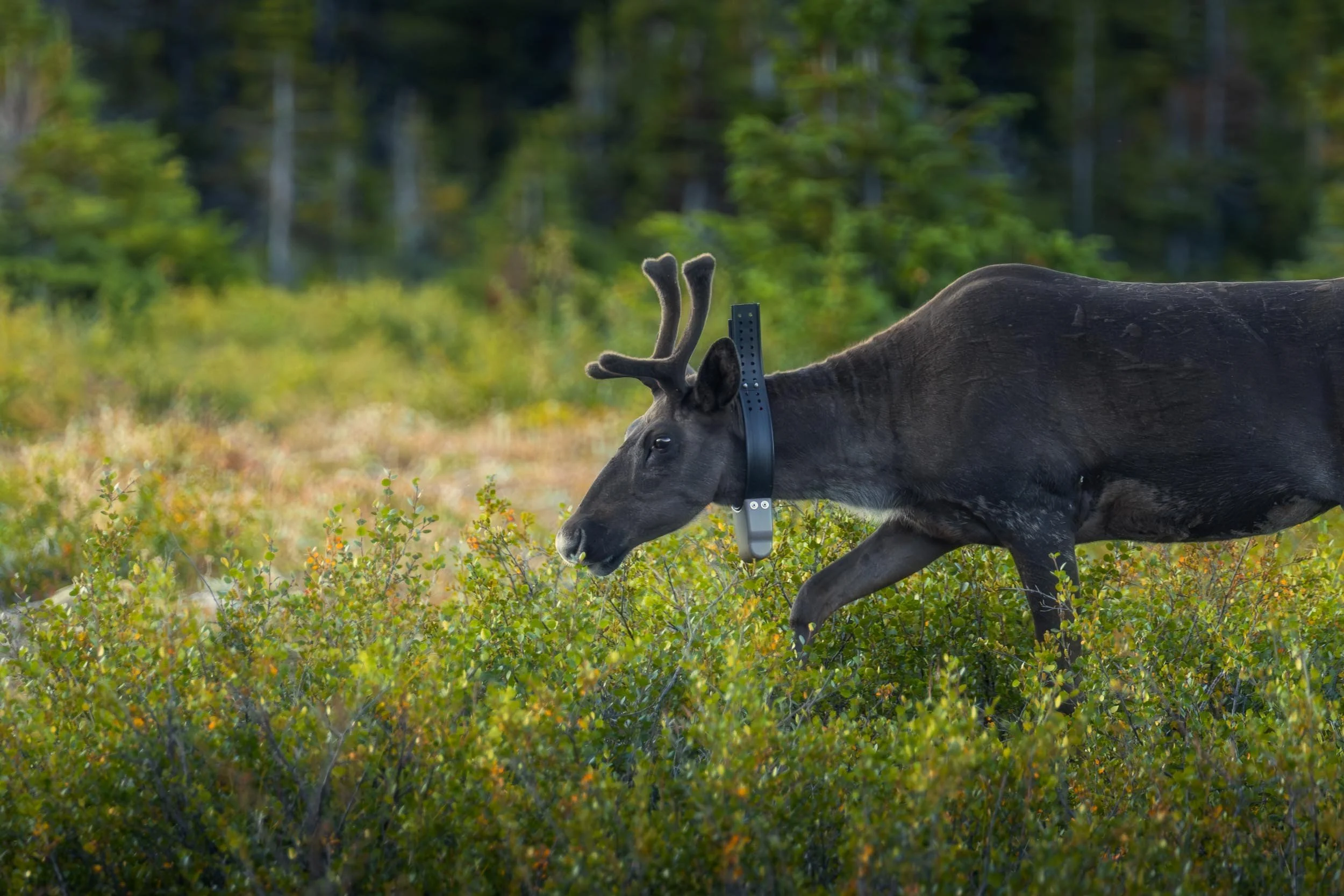 A moose with antlers wearing a collar, walking through a grassy, leafy area with a forest in the background.