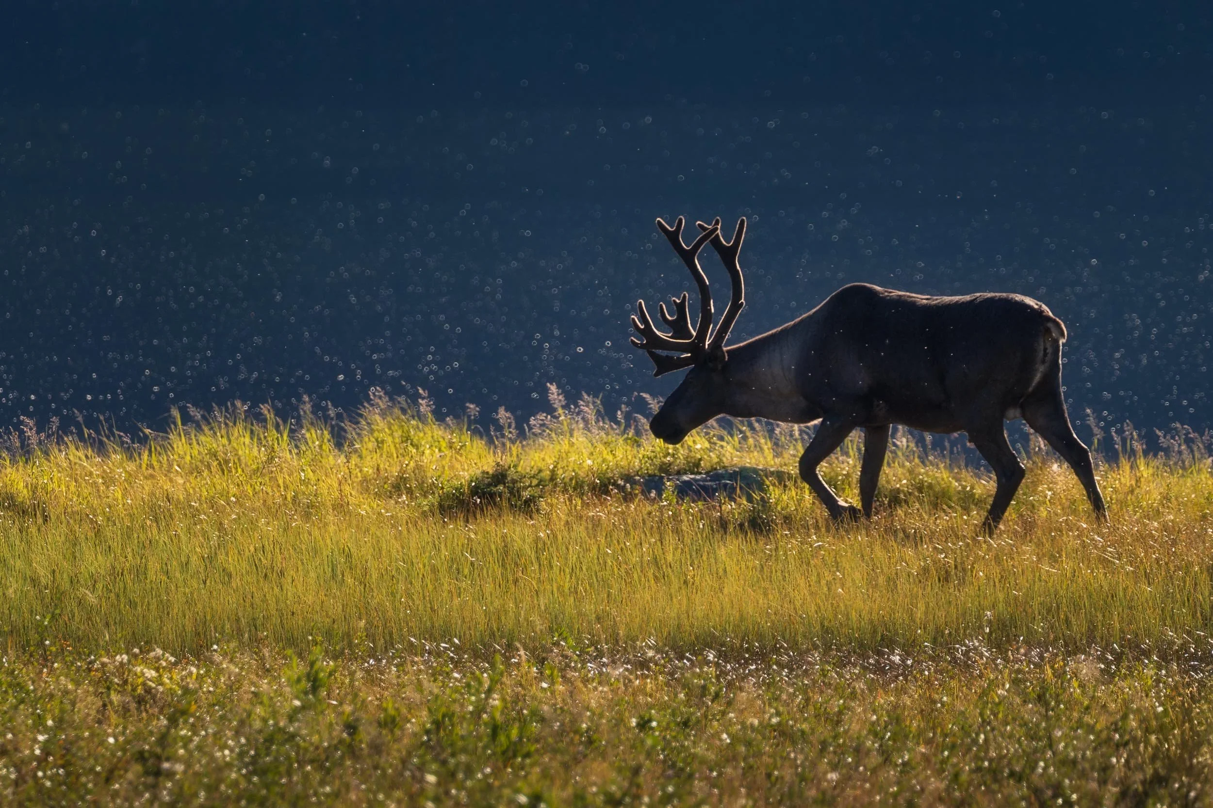 A moose walking through a grassy field during daytime, with a dark cloudy sky in the background.