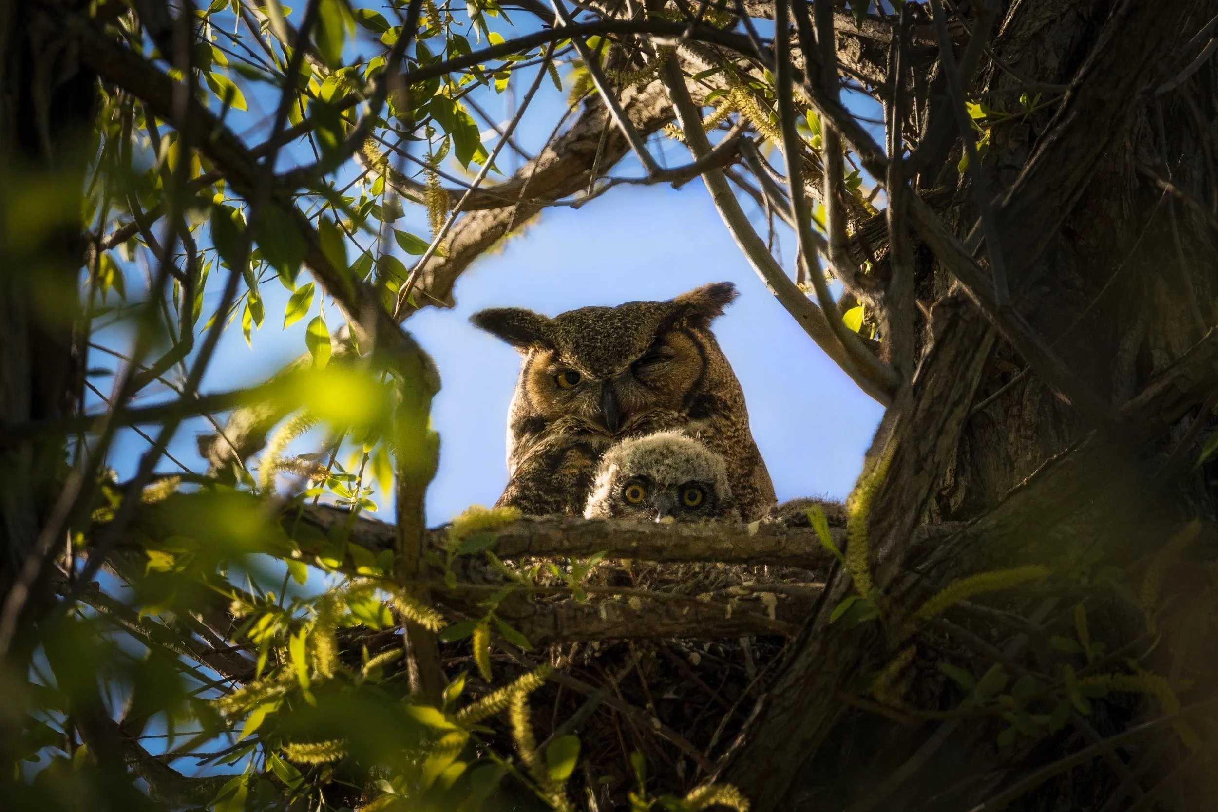 A young owl and an adult owl perched on a tree branch, viewed from below with a clear blue sky in the background, surrounded by green leaves and branches.