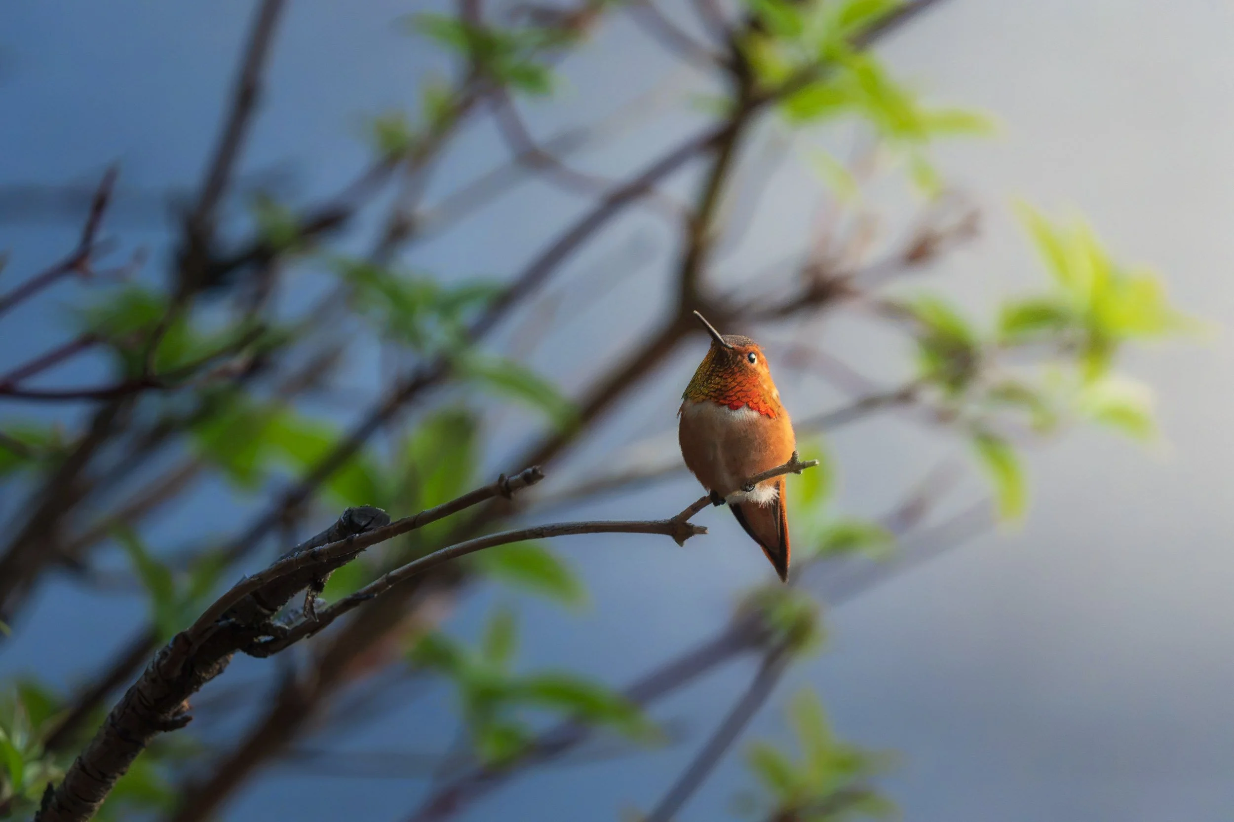 A close-up of a hummingbird perched on a branch, with blurred branches and green leaves in the background.