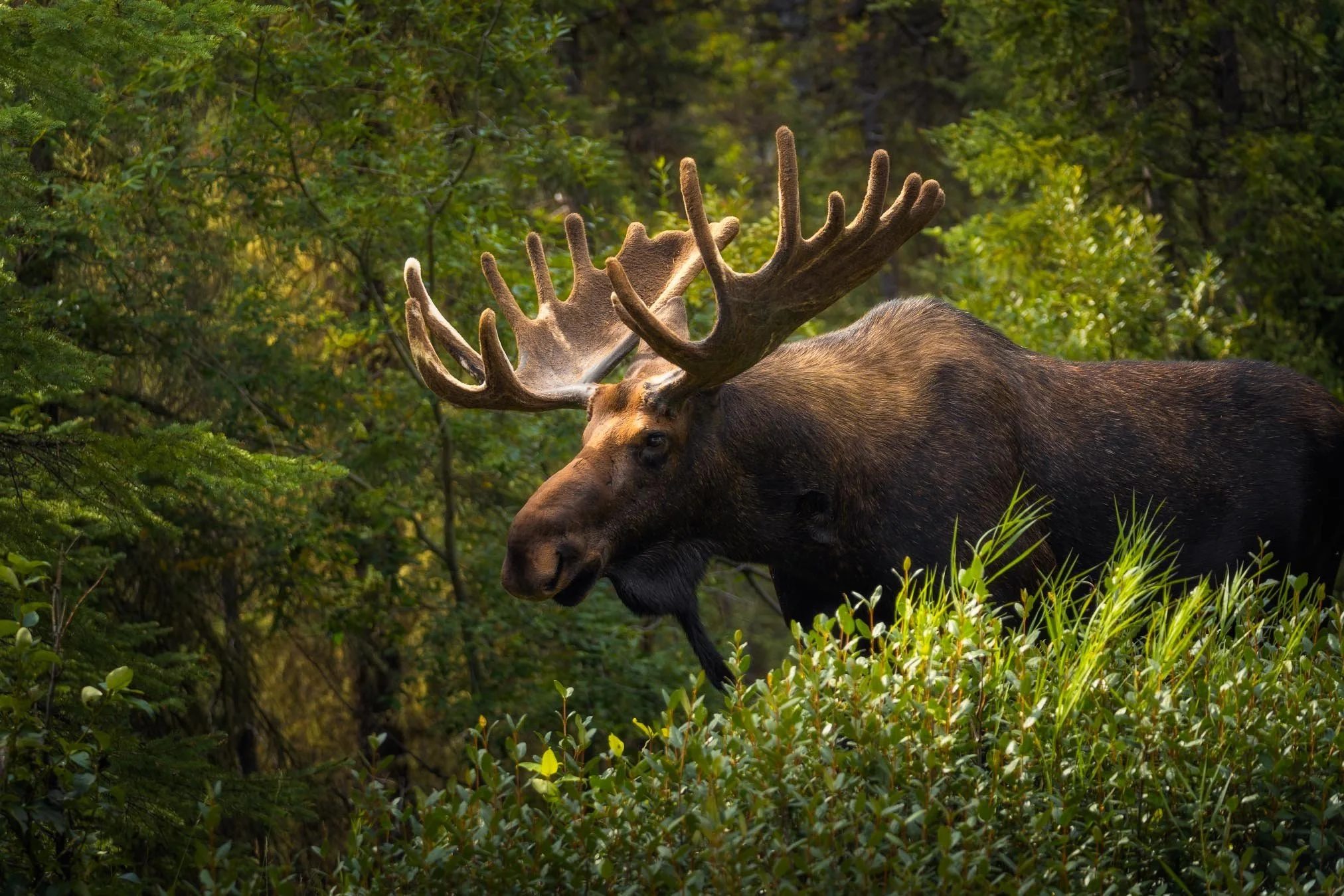 A moose with large antlers walking through a green forest with lush foliage.