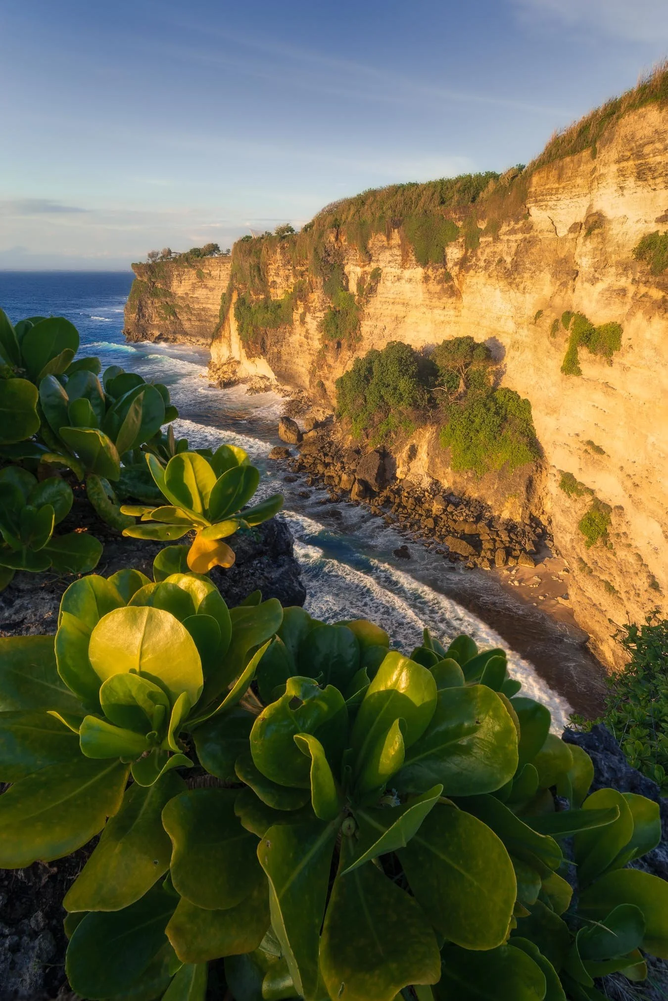 Cliffs dropping into the ocean at sunset with green foliage in the foreground.