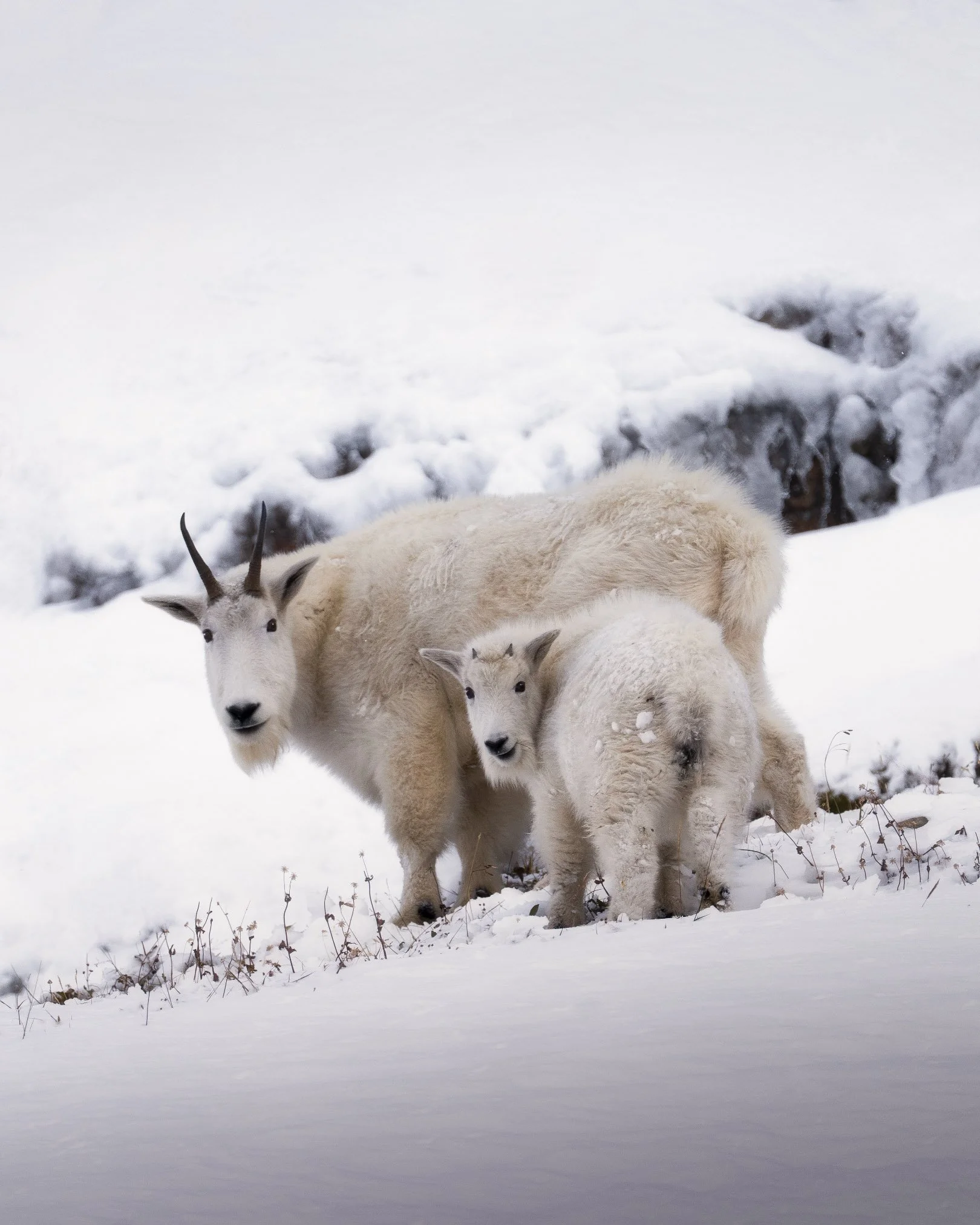 Moraine Mountain goat 2024px high.jpg