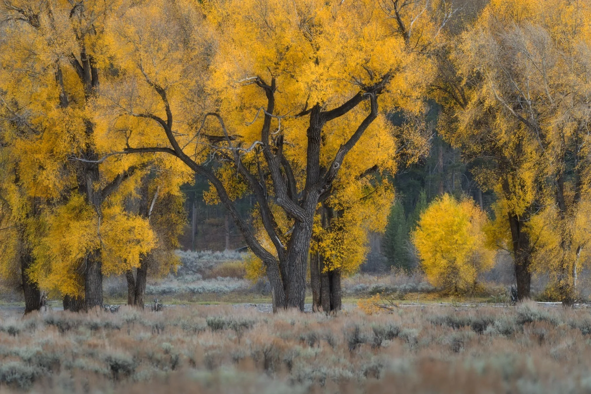 yellowstone foliage 3.jpg