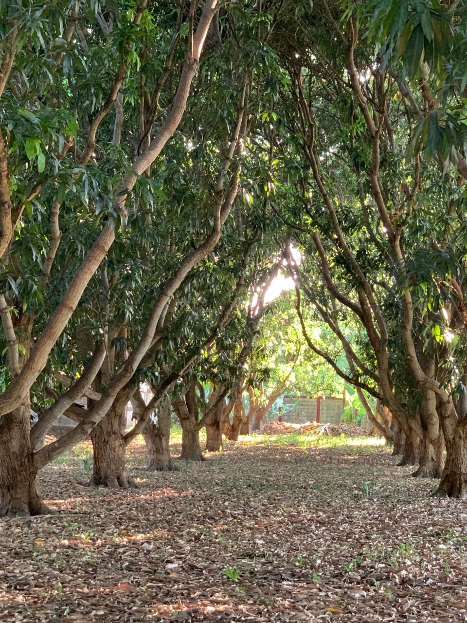 Camino rodeado de árboles con follaje verde y ramas que se cruzan, con luz solar filtrándose entre las hojas, en un entorno natural y boscoso.