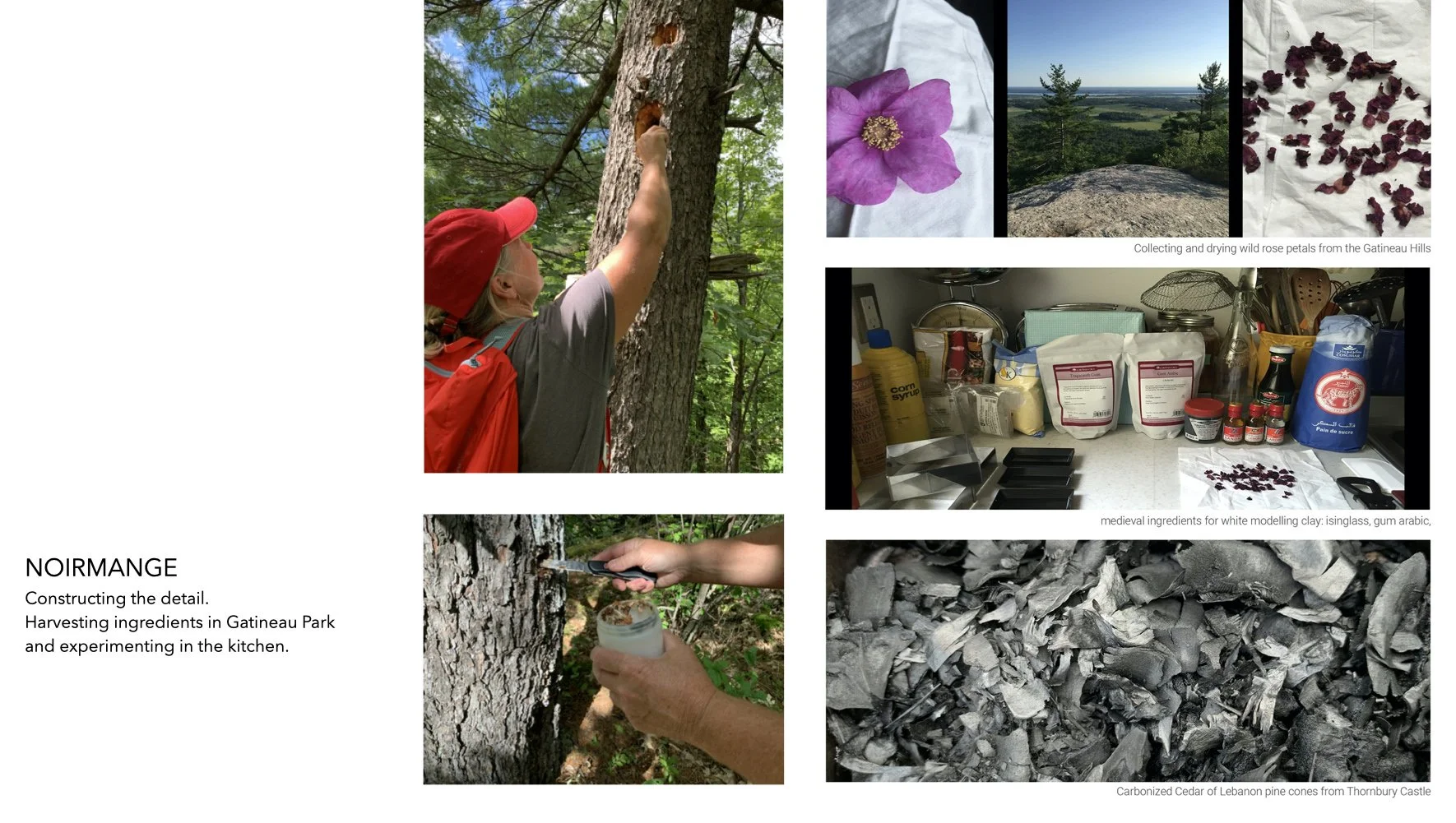 PLATE 2.40: Collecting ingredients for noirmange. Scraping pine resin from areas of the trees which have been scarred or broken naturally near Luskvile Falls (two left-hand images taken by Jane McDonald), wild rose petals collected along Wolf Trail (
