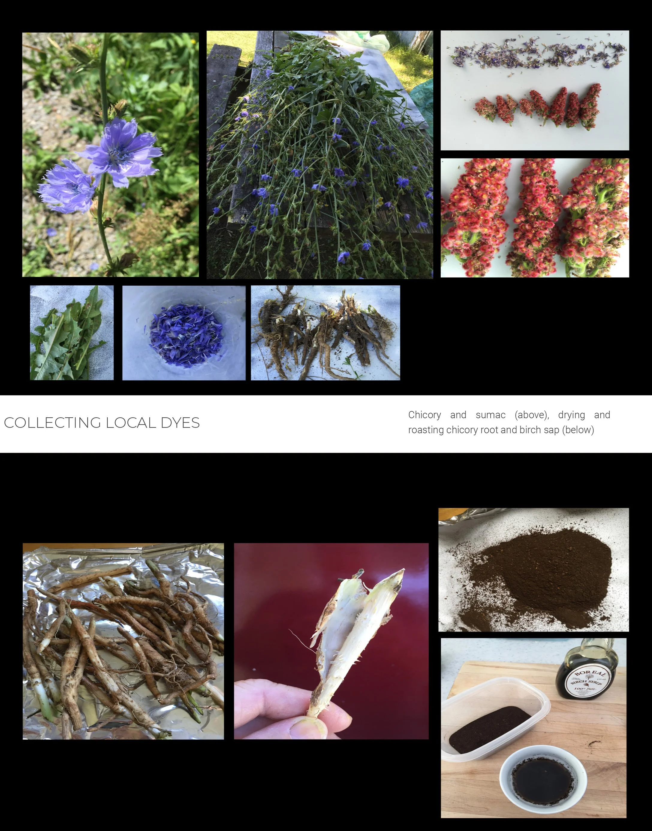 PLATE 2.25: Collecting pigments in the Ottawa Valley