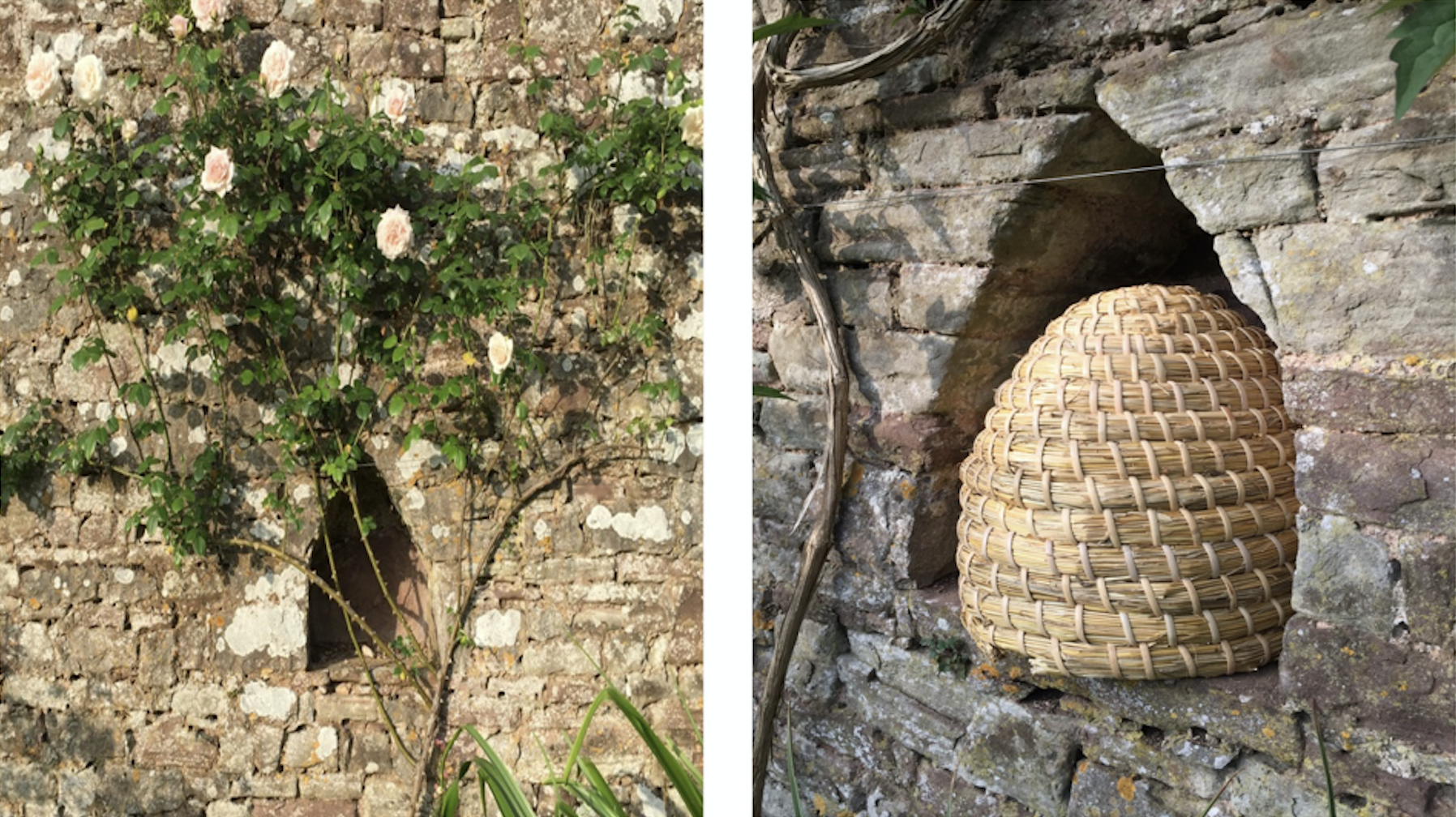 Figure 6.1: Bee boles in niches along east wall of the pleasure garden at Thornbury
Castle, 5 June 2018. Photo by author.