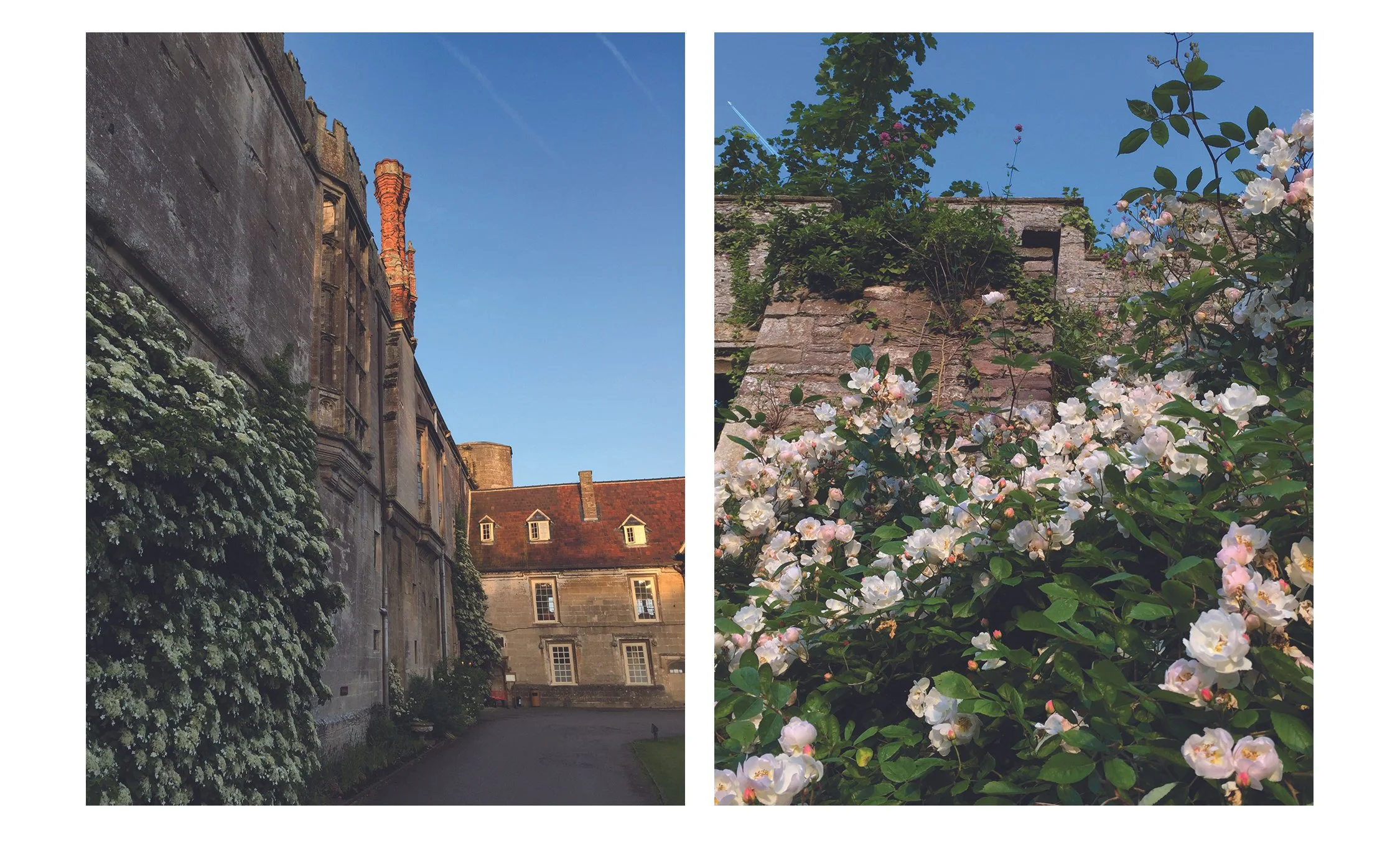 PLATE 2.22: Living fragrant walls at Thornbury Castle: The sweetly scented white climbing Hydrangea Anomala framing the 1514 brick chimney at dawn on the south wall of the inner courtyard (left), roses on the Pleasure Garden wall facing east illumina