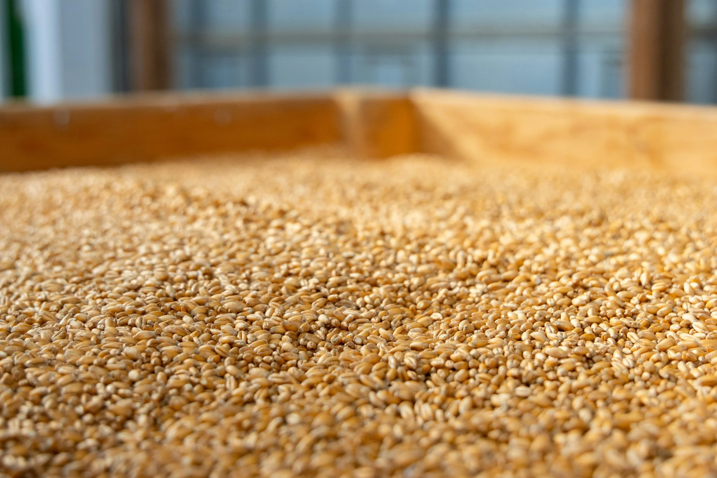 Grain Closeup Photo