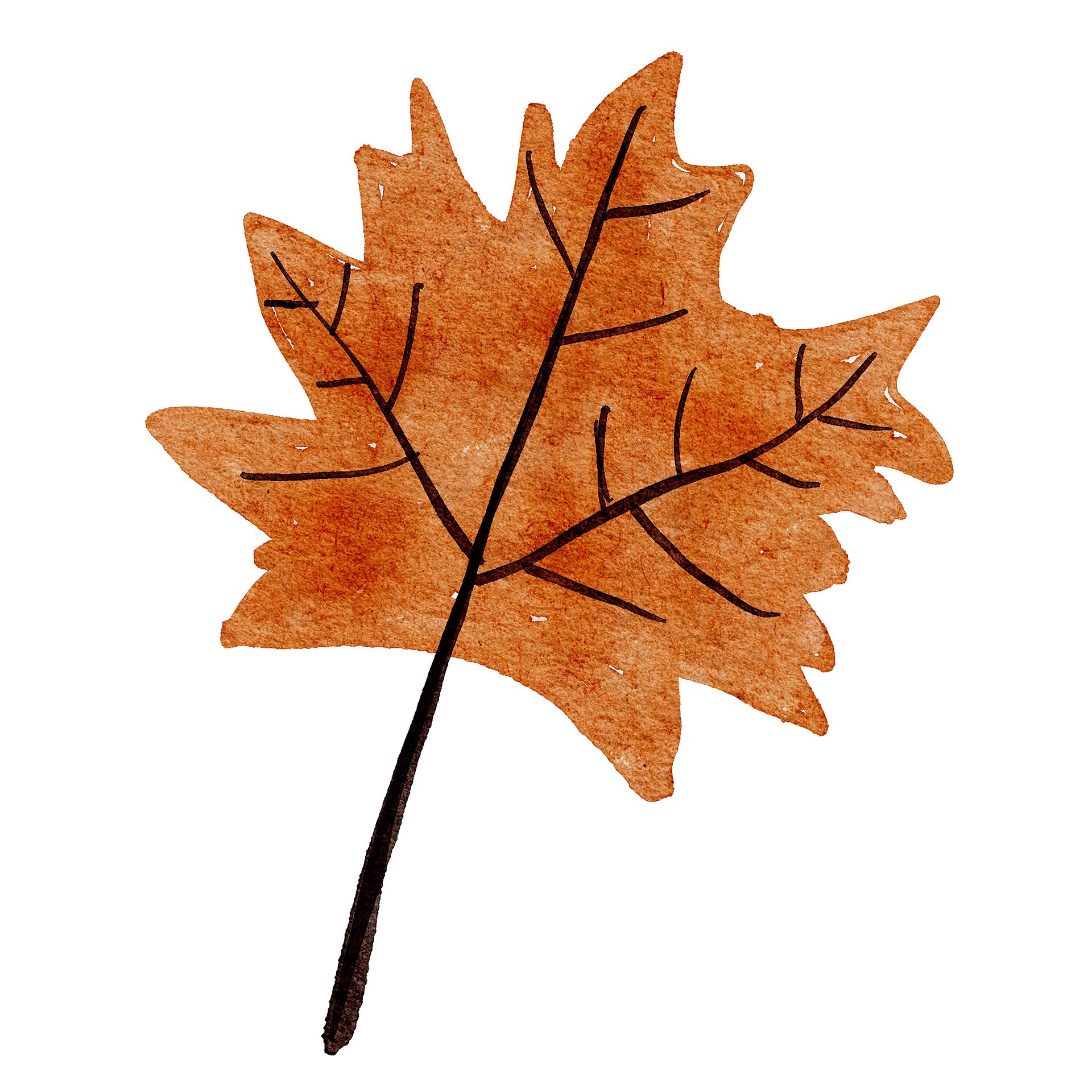A watercolor-style illustration of a brown, autumn leaf with dark veins on a transparent background.