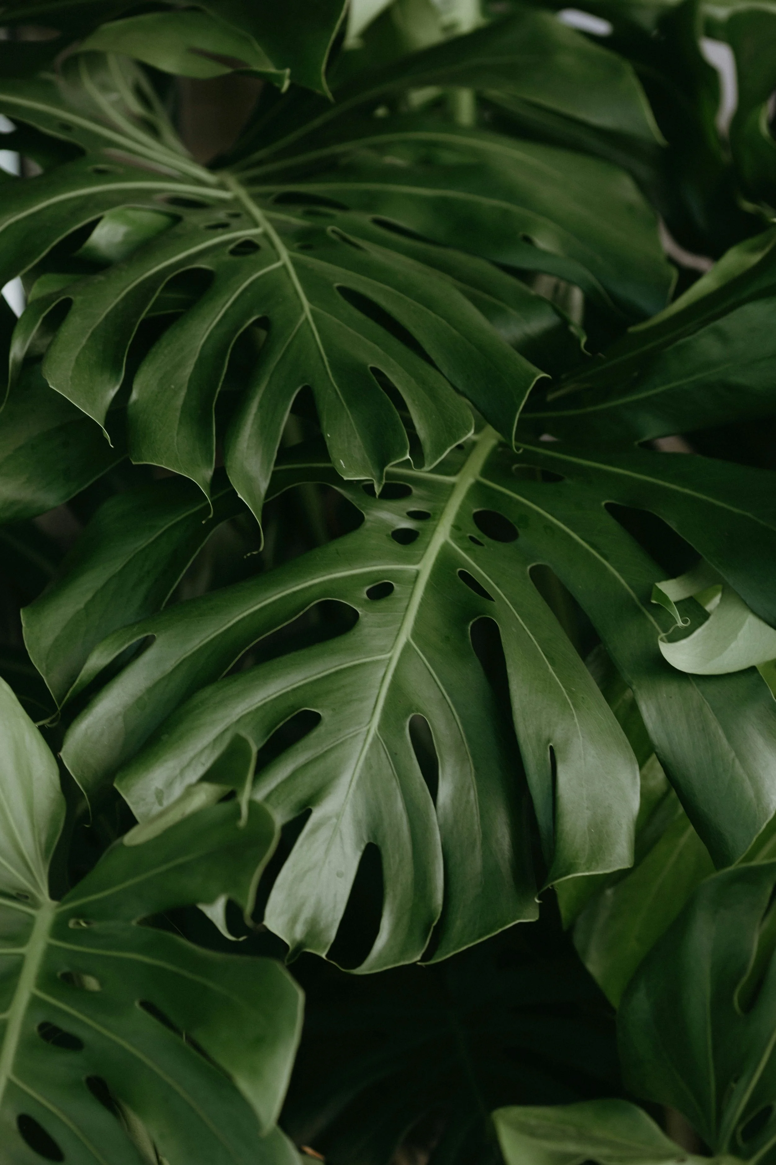 Close-up of lush green monstera plant leaves with distinctive holes and splits.
