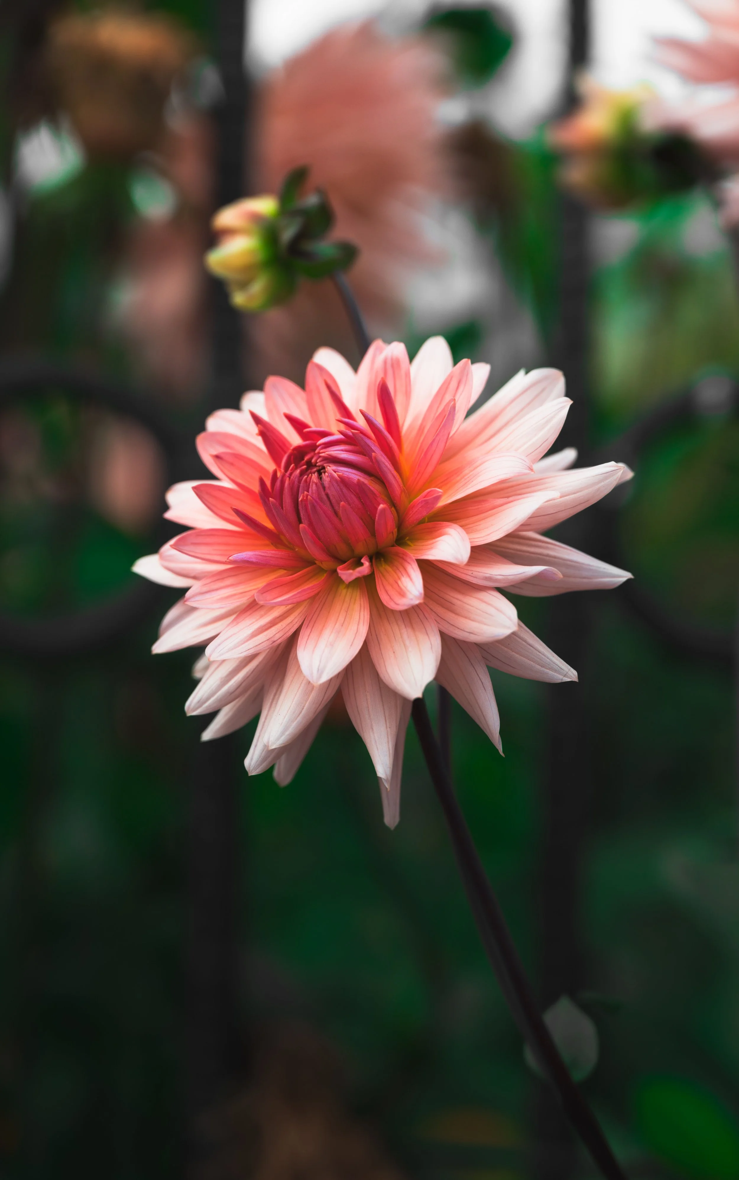 Close-up of a pink and peach dahlia flower with multiple petals, some of which are darker pink at the base, set against a blurred green background.