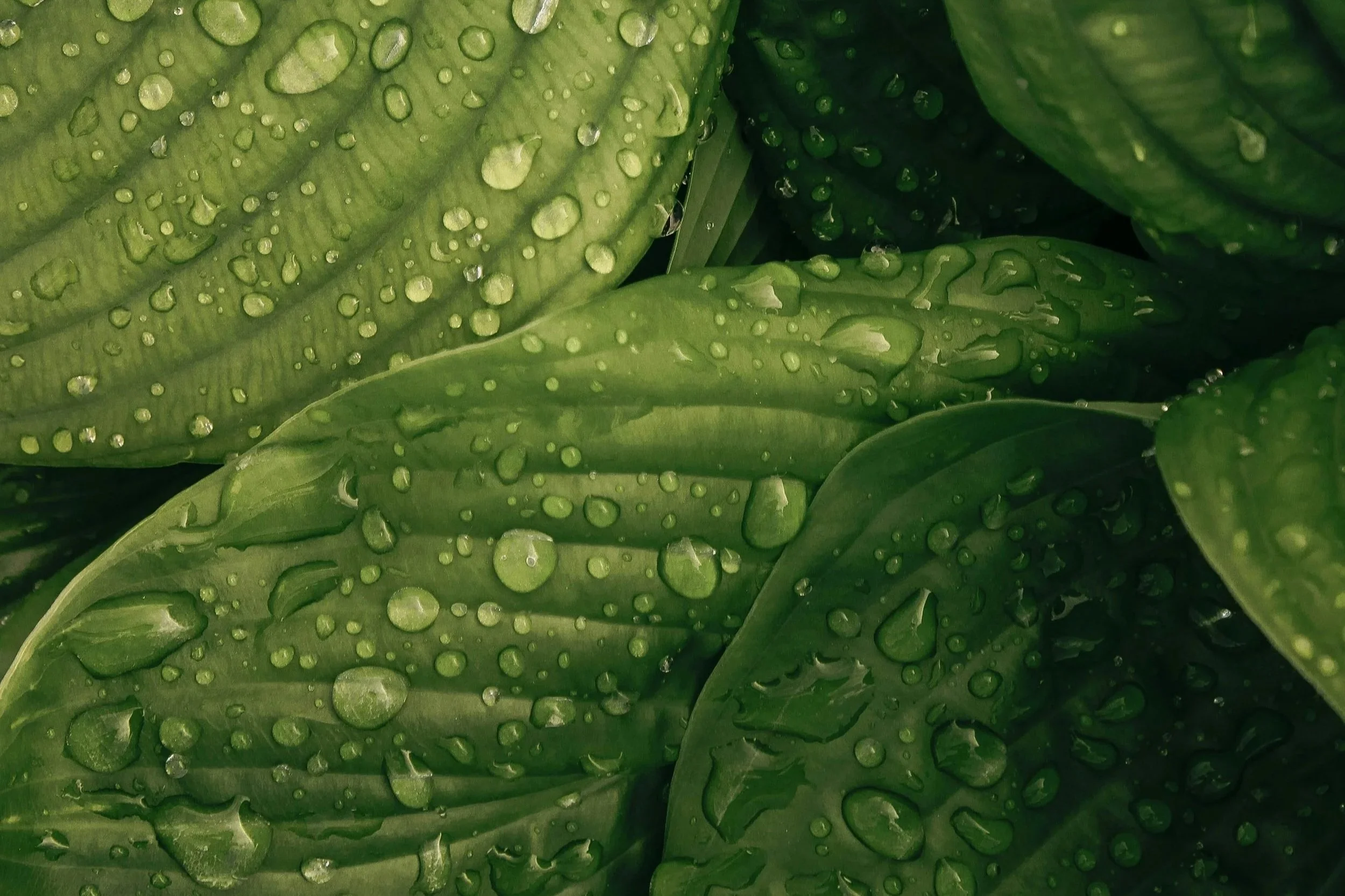 Close-up of fresh green leafy vegetables, possibly lettuce or spinach, with water droplets on the surface.