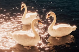 Three swans swimming on water in sunlight