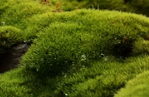 Lush green bushes and shrubs in a garden