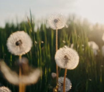 Close-up of dandelions in a grassy field with some blurred flowers, under soft sunlight.