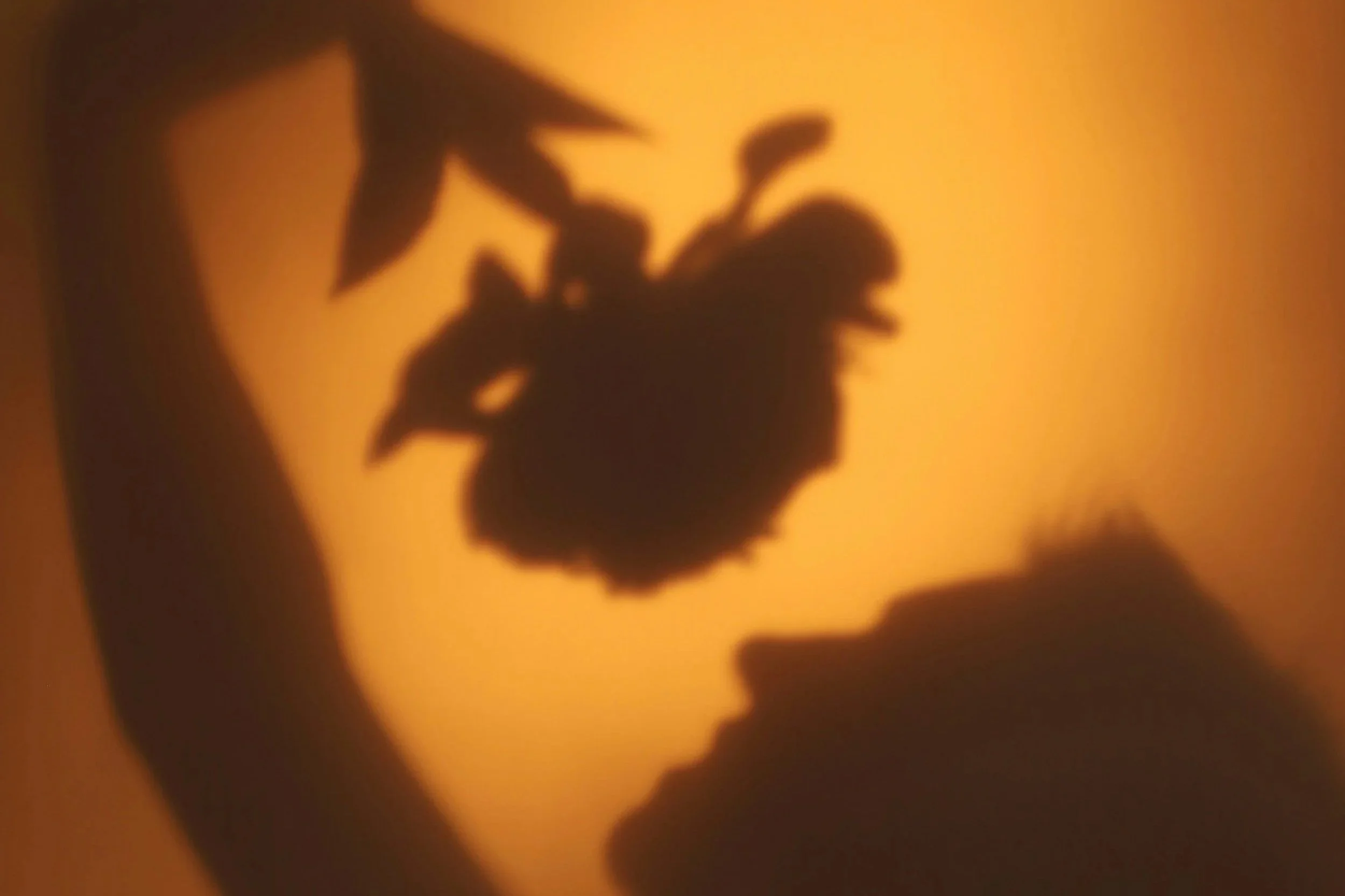 Shadow of a person's hand holding a plant with leaves on an orange background.