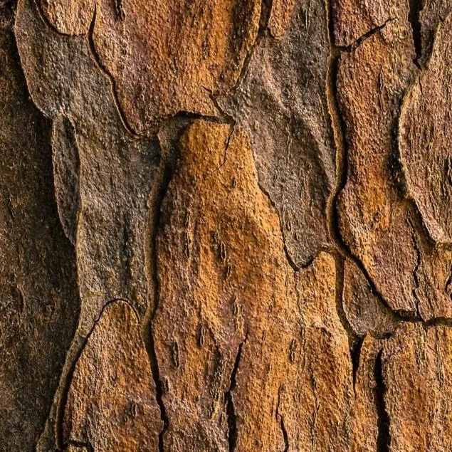 Close-up of tree bark with textured, reddish-brown, cracked surface.