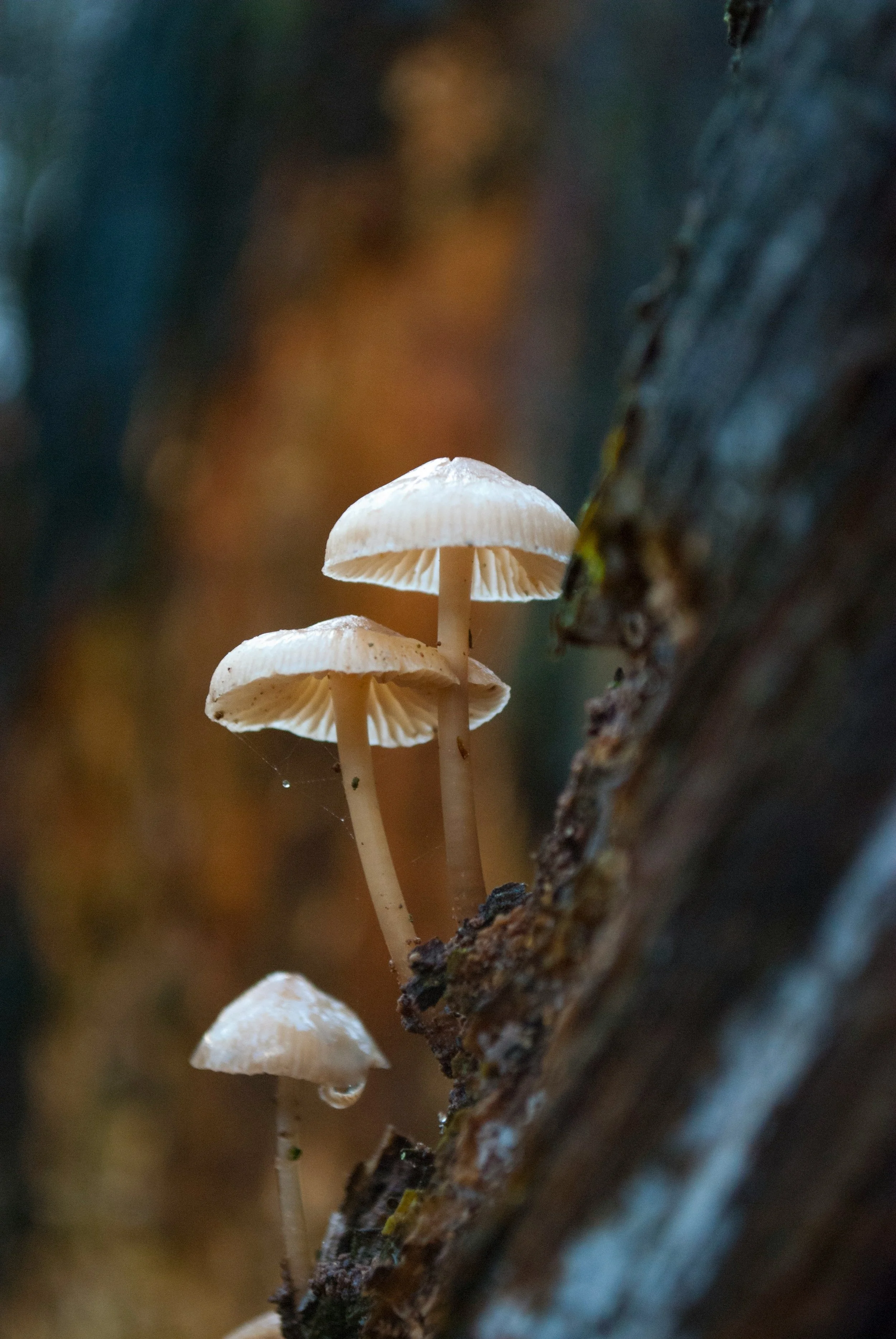 Close-up of white mushrooms growing on a tree trunk in a forest setting.