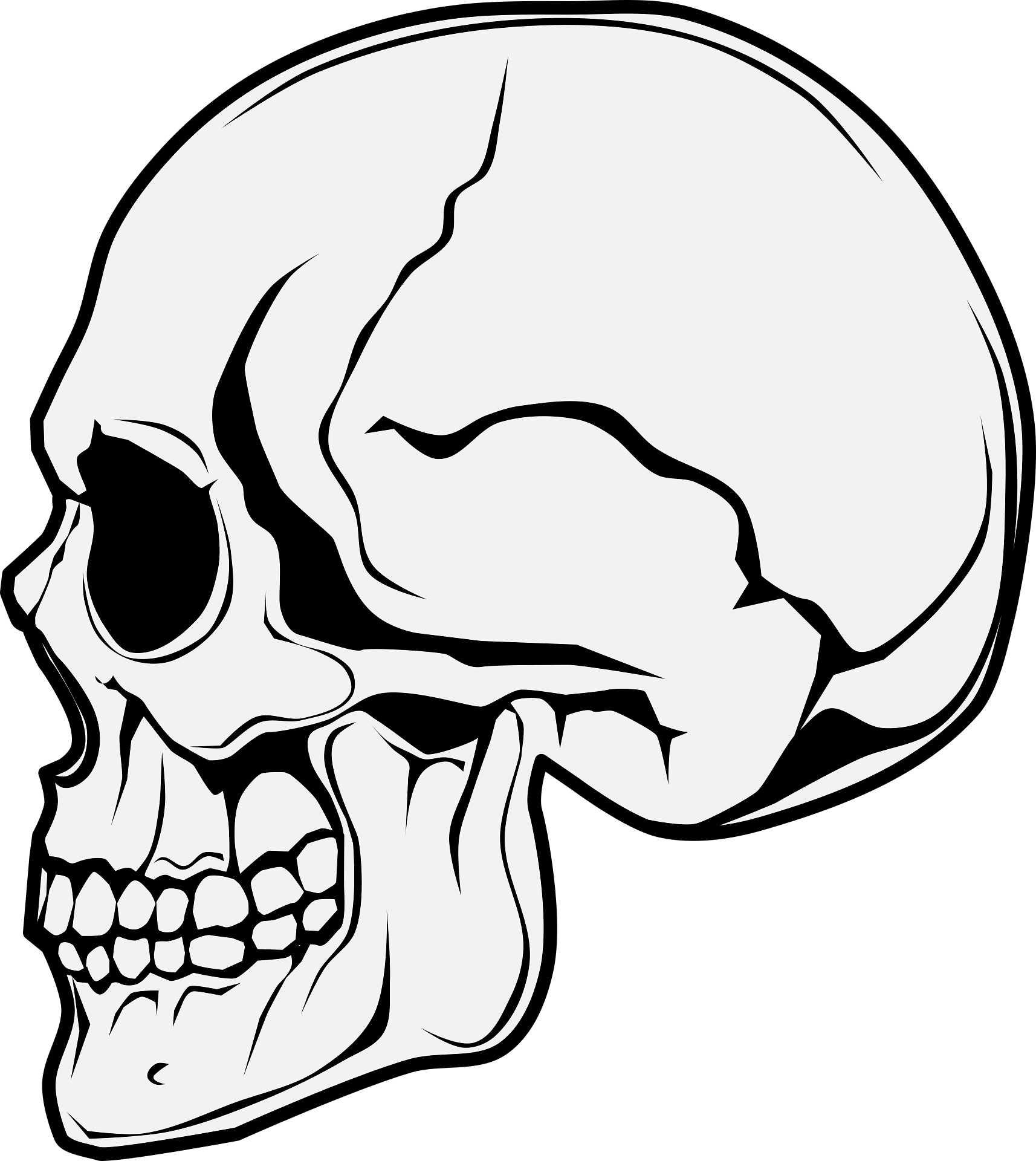 Black and white illustration of a human skull in profile view, showing detailed line work of the eye socket, nasal cavity, teeth, and jaw.