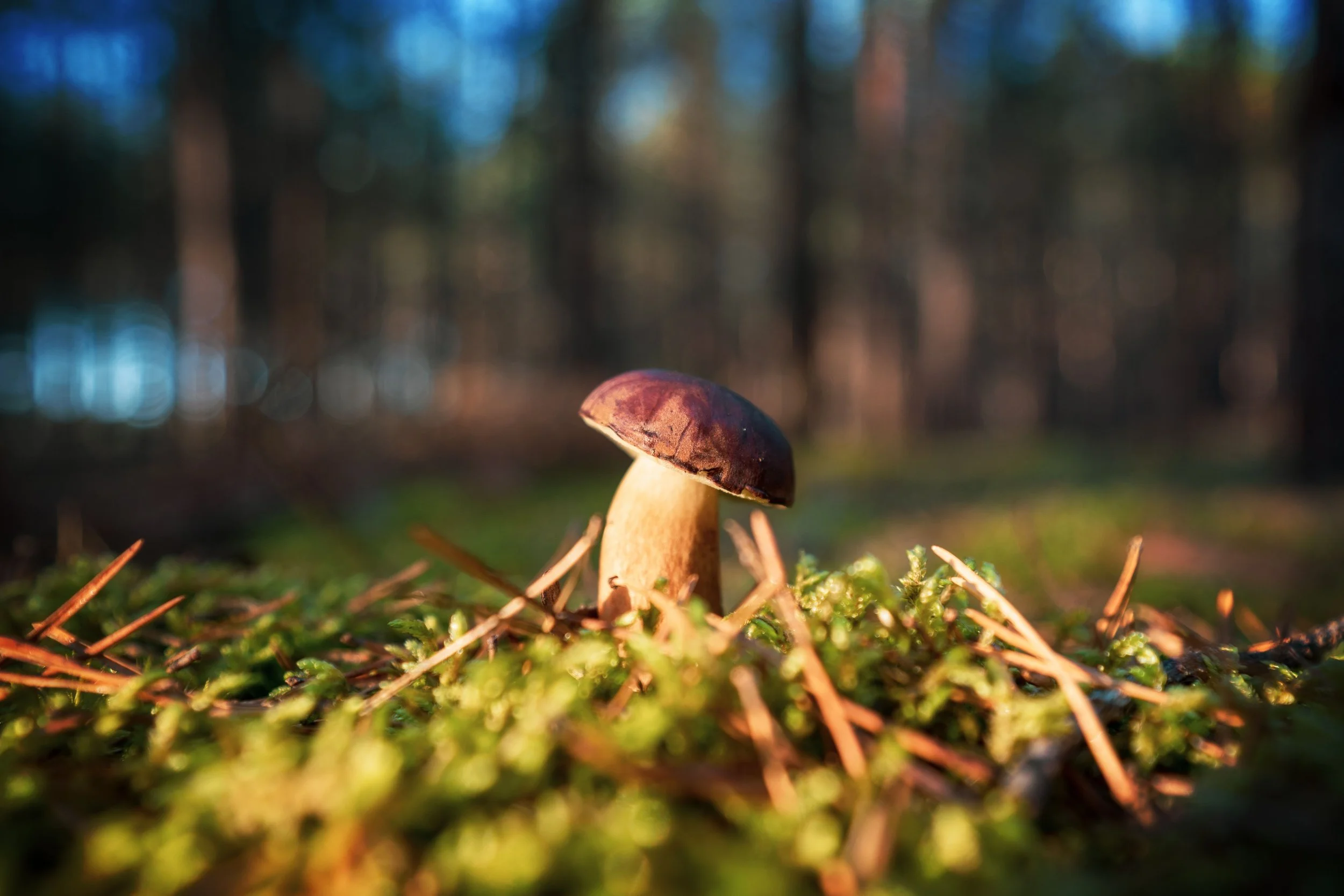 Close-up of a small mushroom growing on the forest floor among green moss and twigs, with blurred trees in the background.