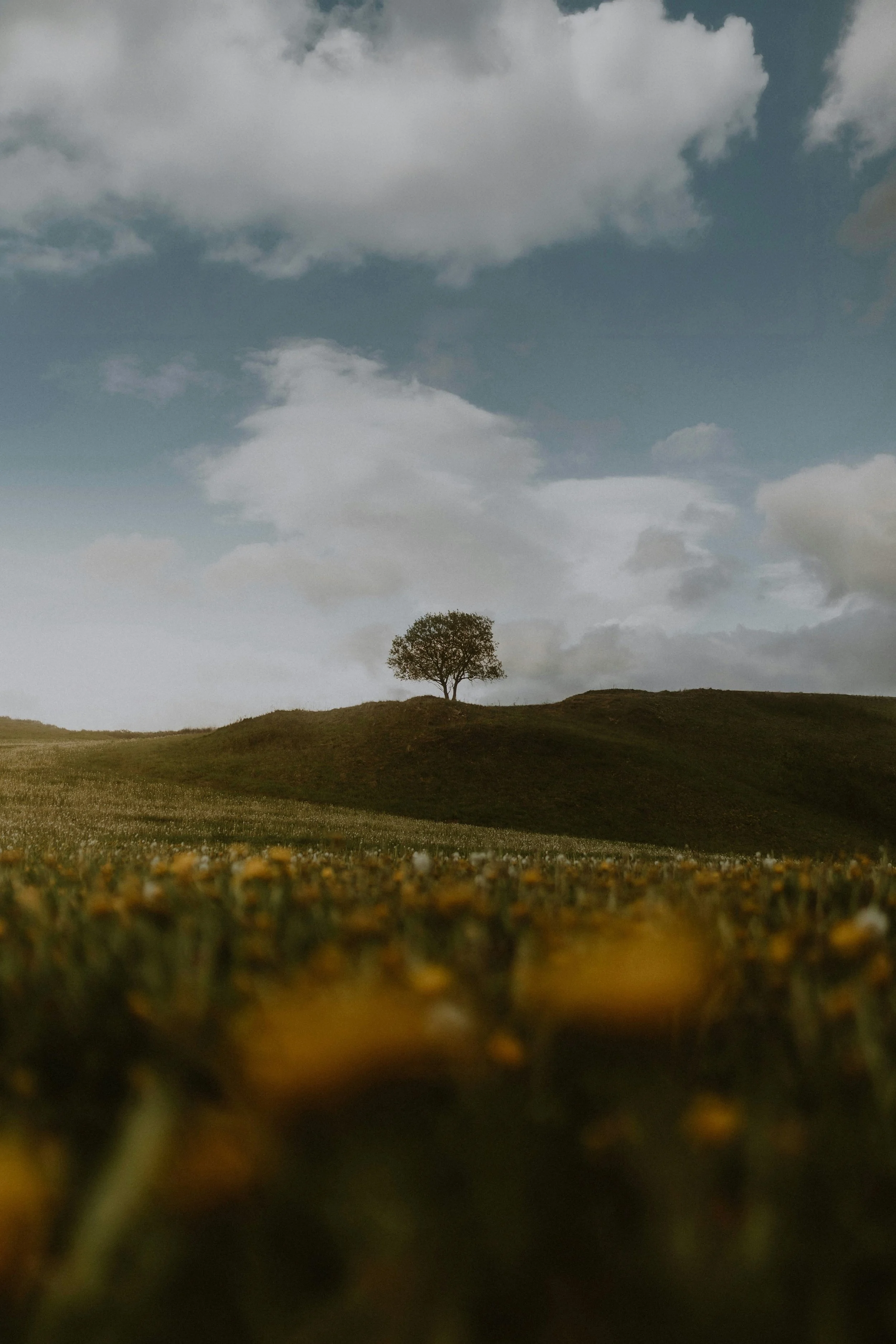 A single tree on a hilltop under a sky with clouds, shot from a low angle with grass in the foreground.