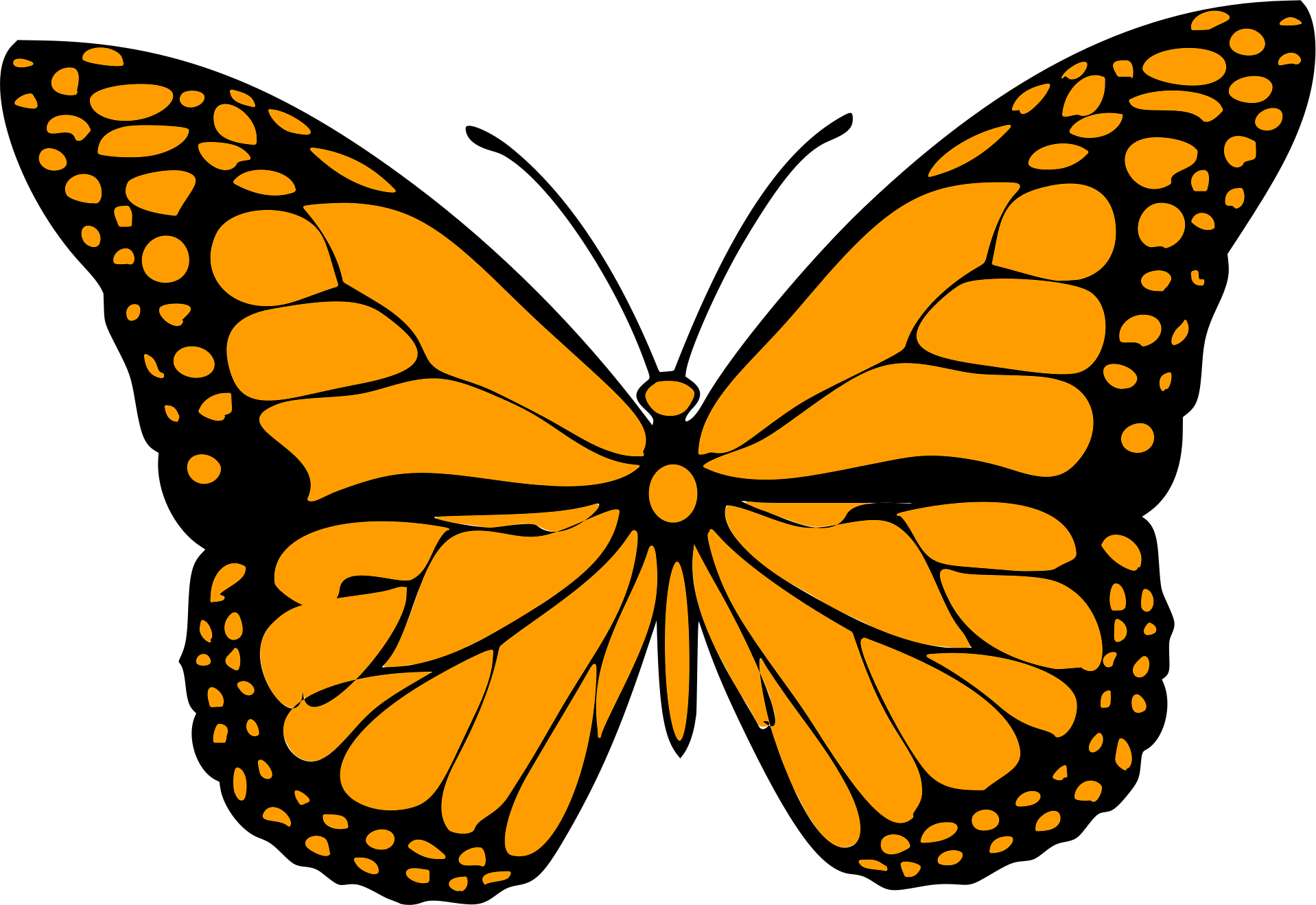 Orange butterfly with black outlines and spots on black background.