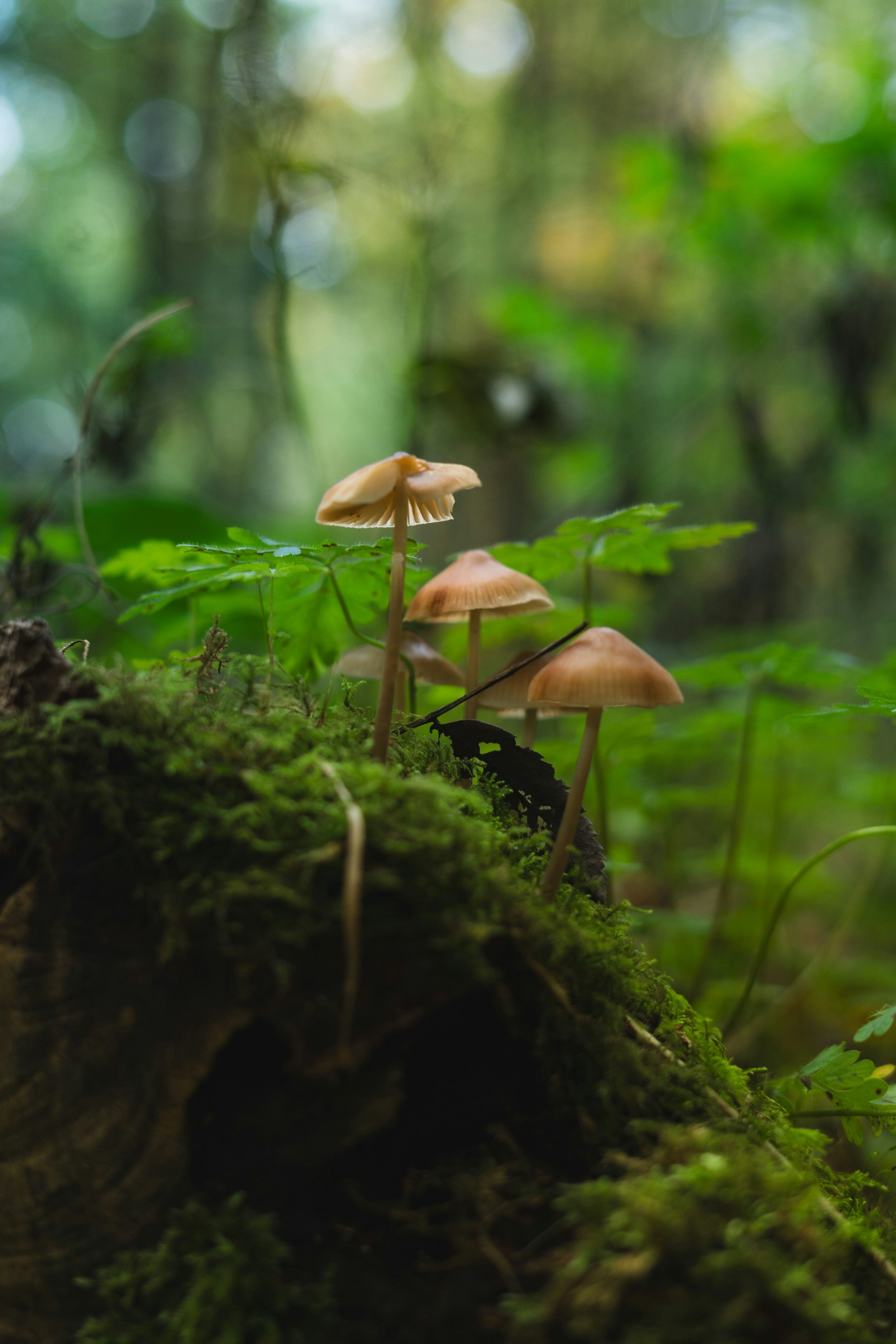 Close-up of small mushrooms growing on a moss-covered log in a forest with a blurred green background.