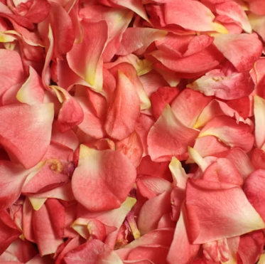 A close-up of pink and yellow rose petals.