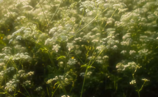 Close-up of green plants with small white flowers in a natural outdoor setting.