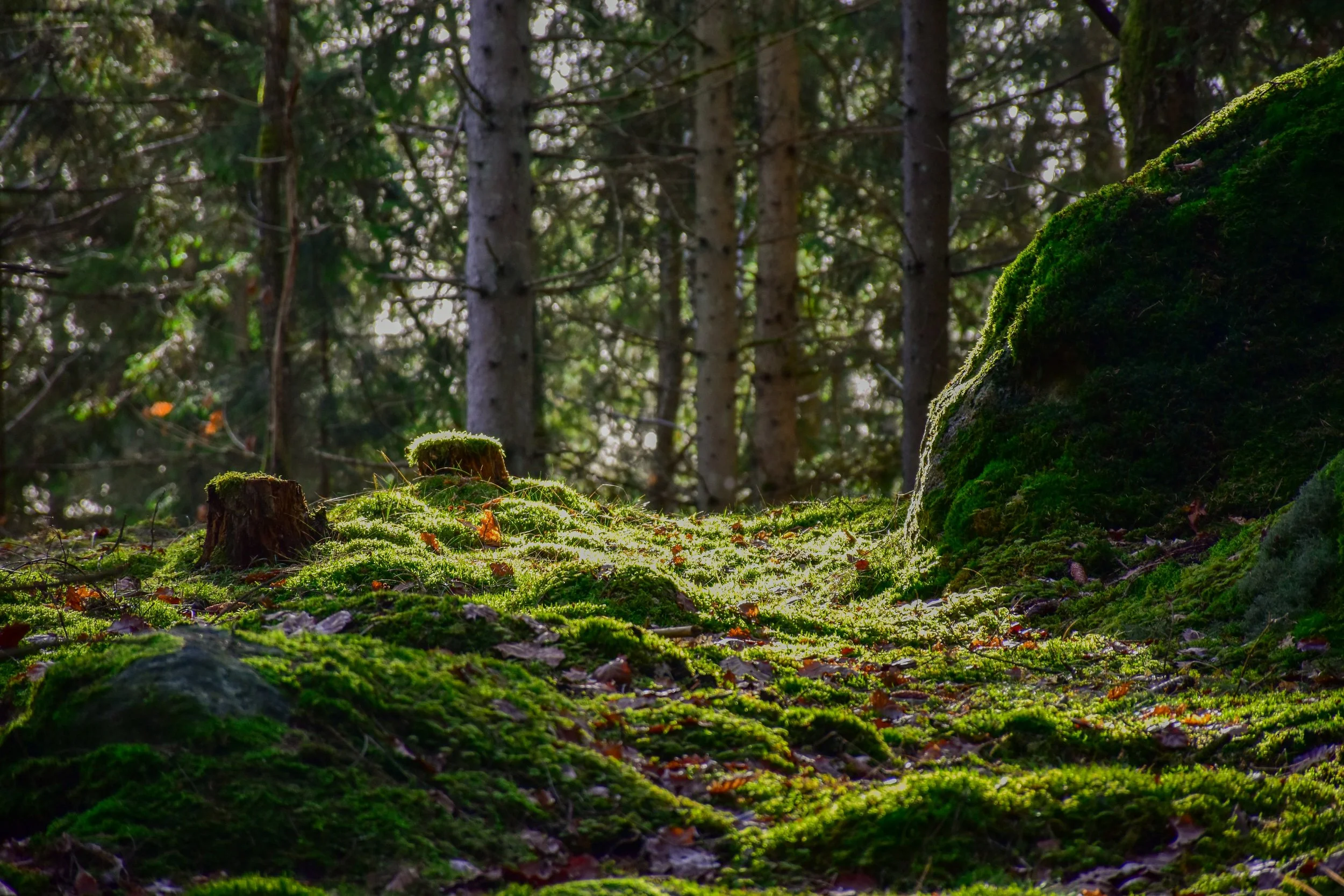 A forest floor covered in moss with tree trunks and branches in the background, dappled sunlight filtering through the trees.