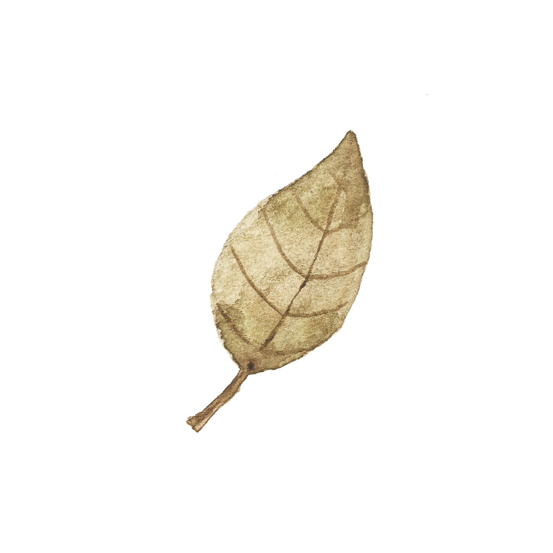 A dried, brown leaf with visible veins, isolated on a transparent background.
